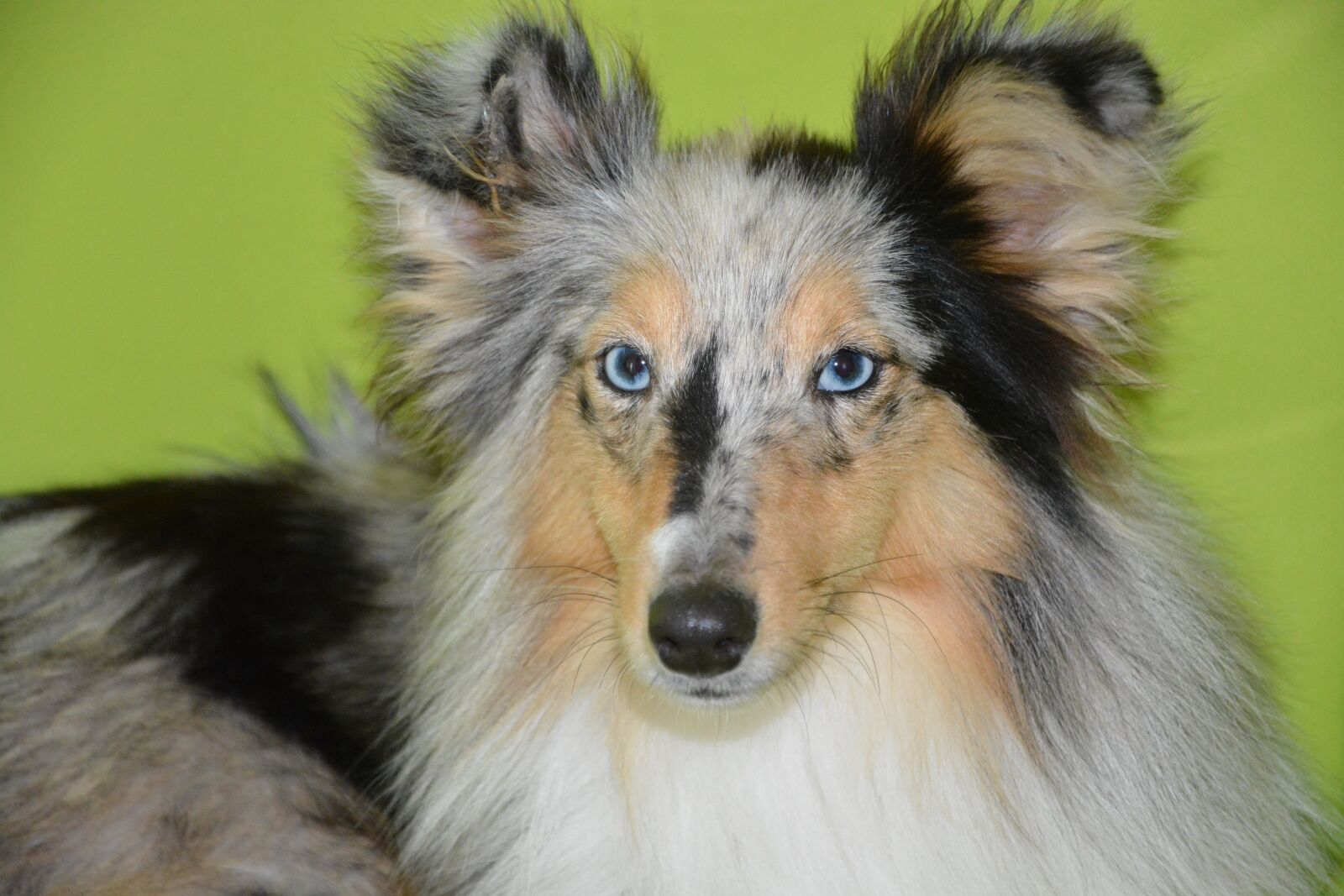 Nikon D5200 sample photo. Dog, bitch, bitch nobility photography