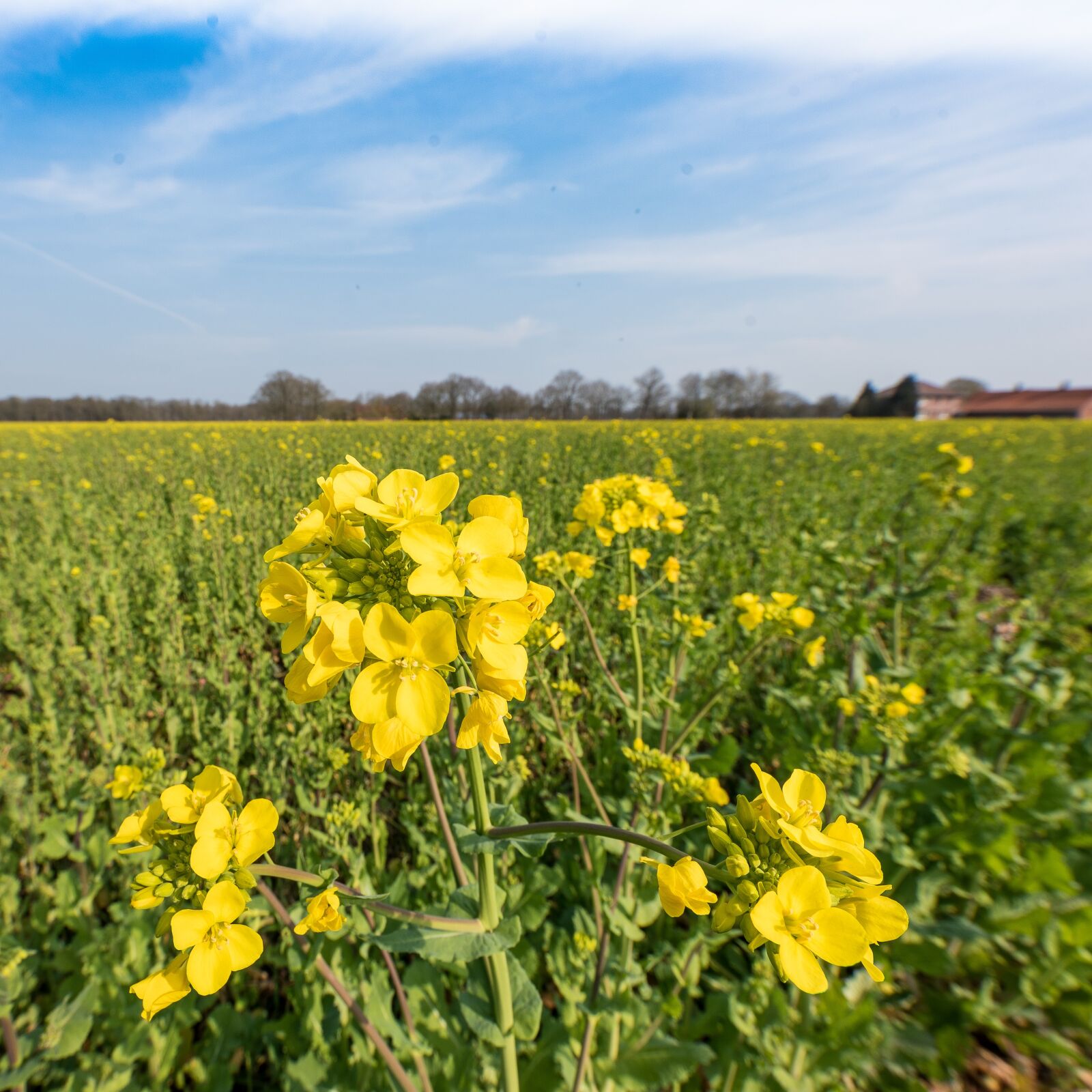 Nikon D750 sample photo. Agriculture, oilseed rape, crop photography