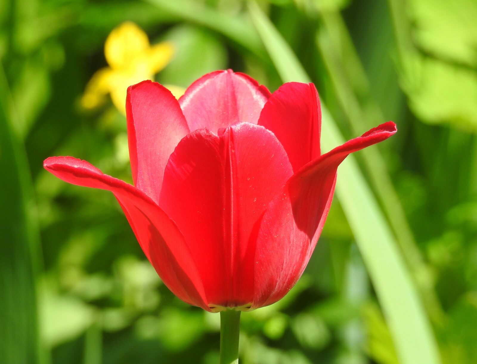Nikon Coolpix P900 sample photo. Nature, flower, plant photography