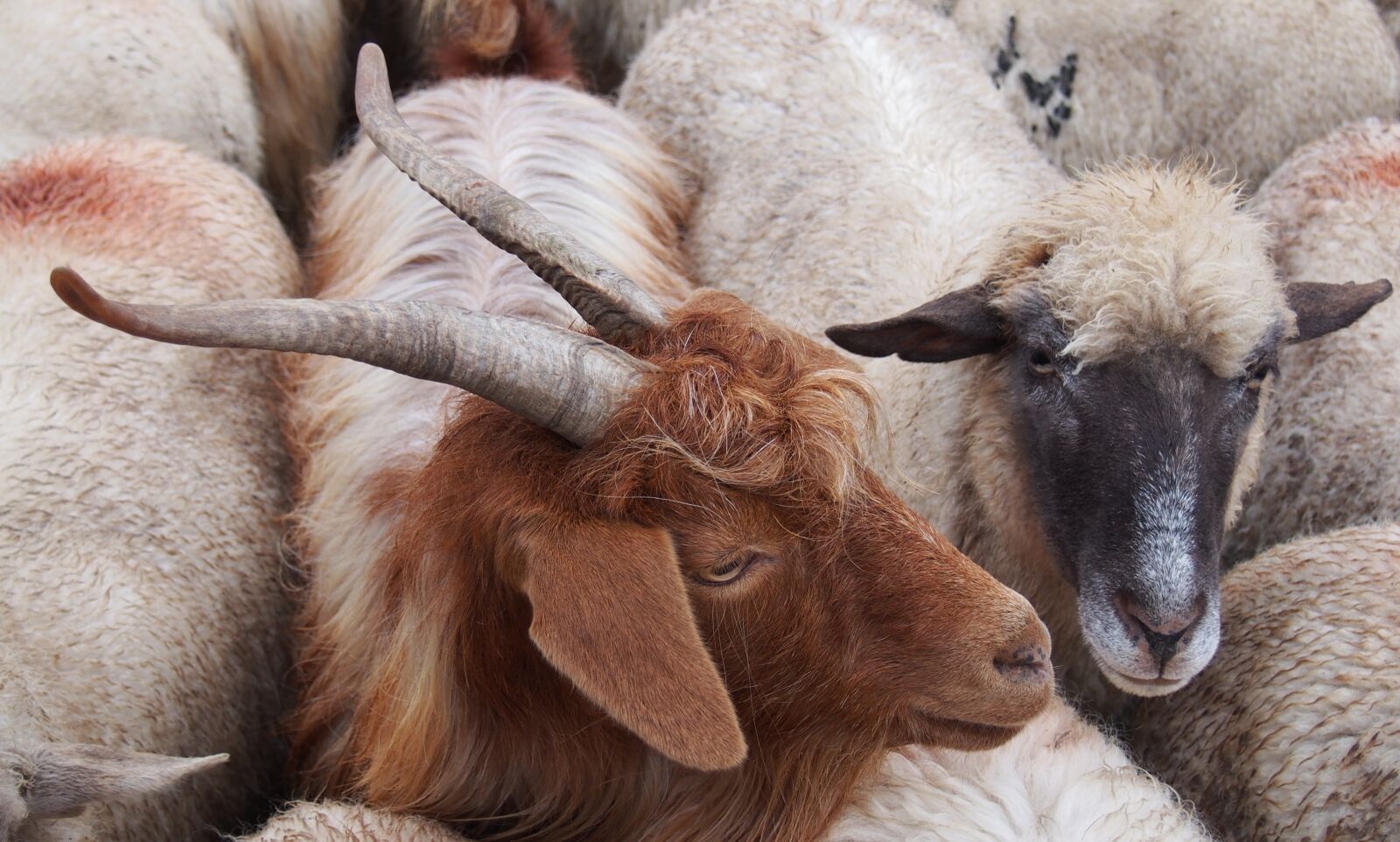 Olympus PEN E-PM2 sample photo. Goats, brown goat, ram photography