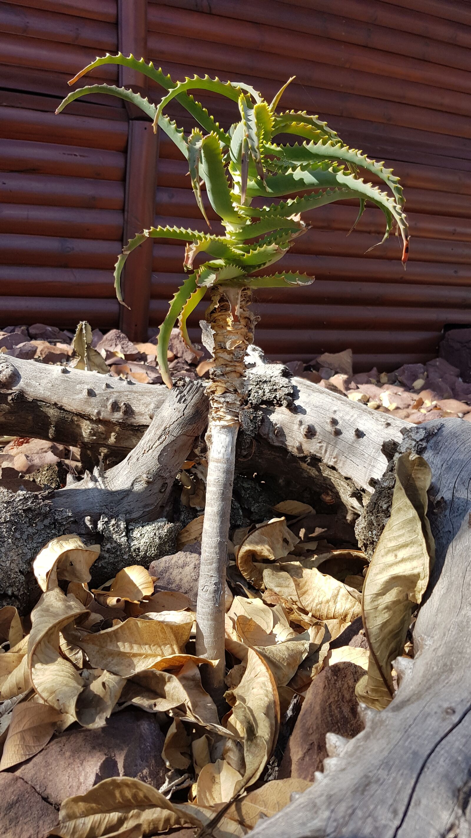 Samsung Galaxy S8+ sample photo. Flowers, plants, garden photography
