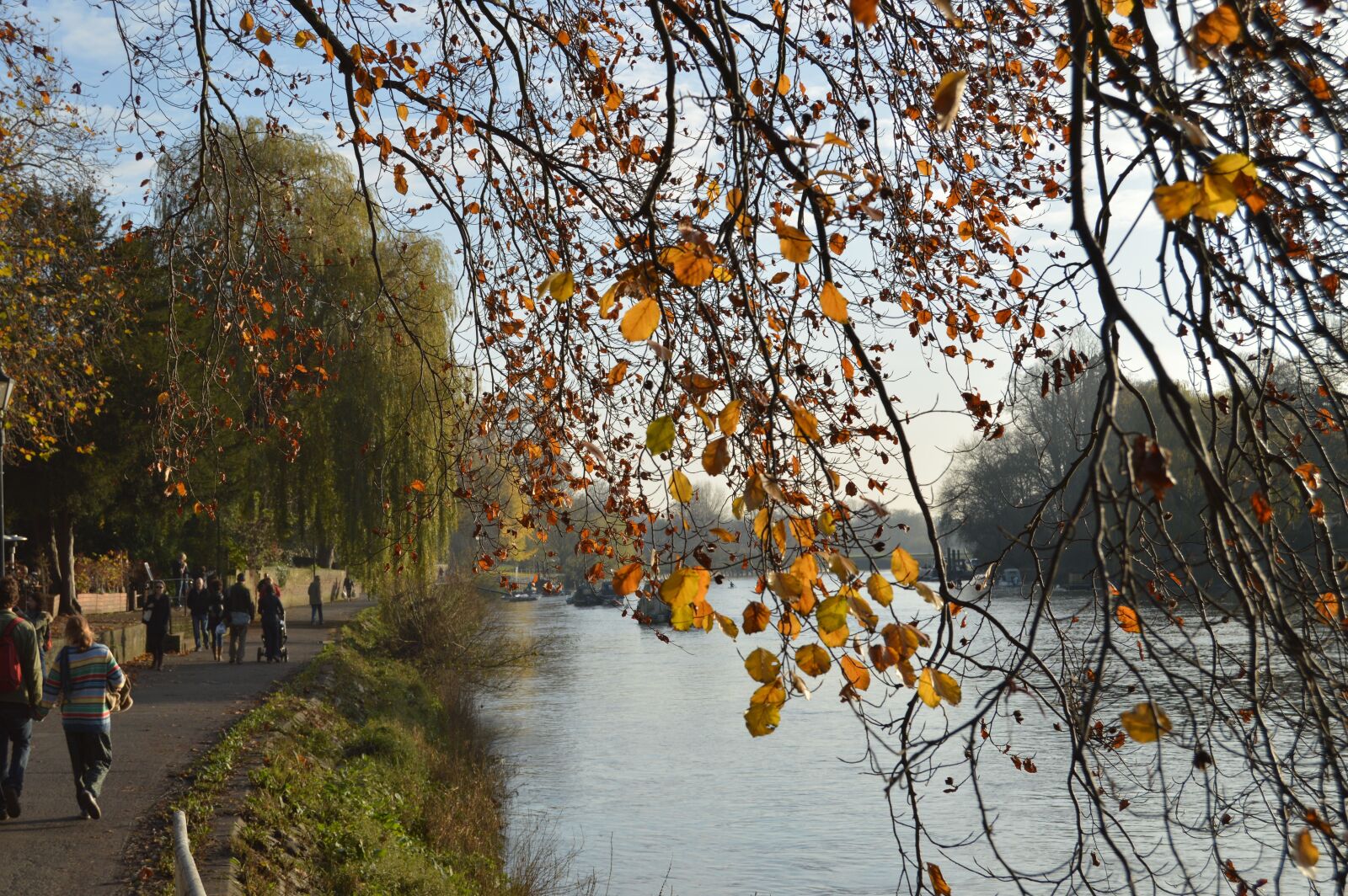 Nikon D3200 sample photo. Tree, river, autumn photography