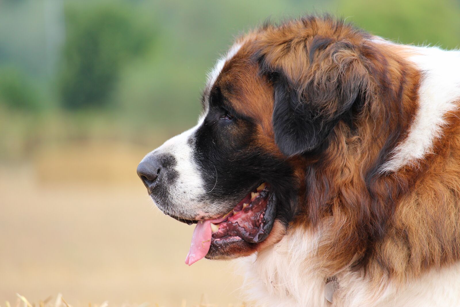 Canon EF-S 55-250mm F4-5.6 IS STM sample photo. Dog, moscow guard dog photography
