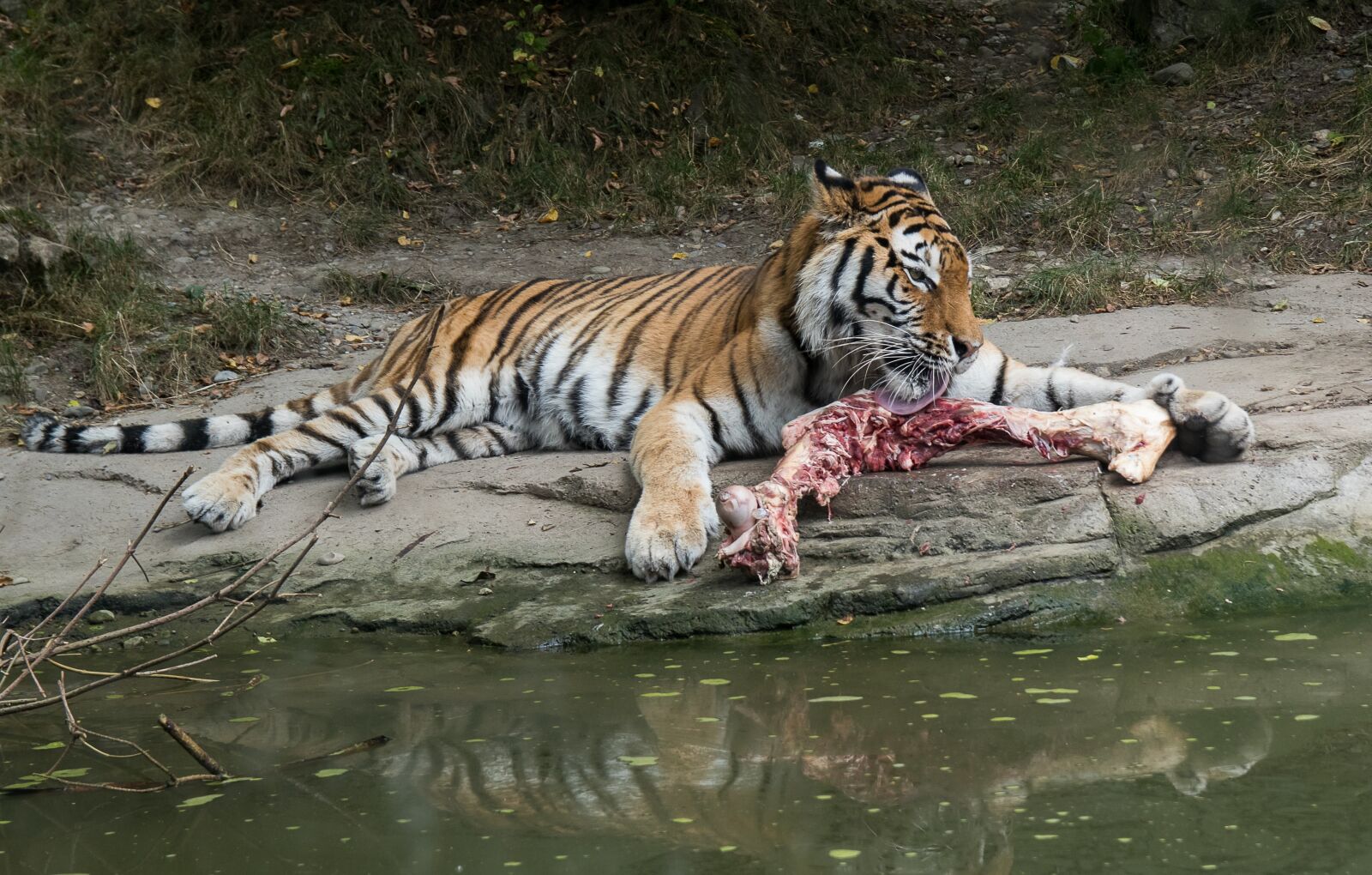 Canon EOS 80D sample photo. Tiger, animal, predator photography