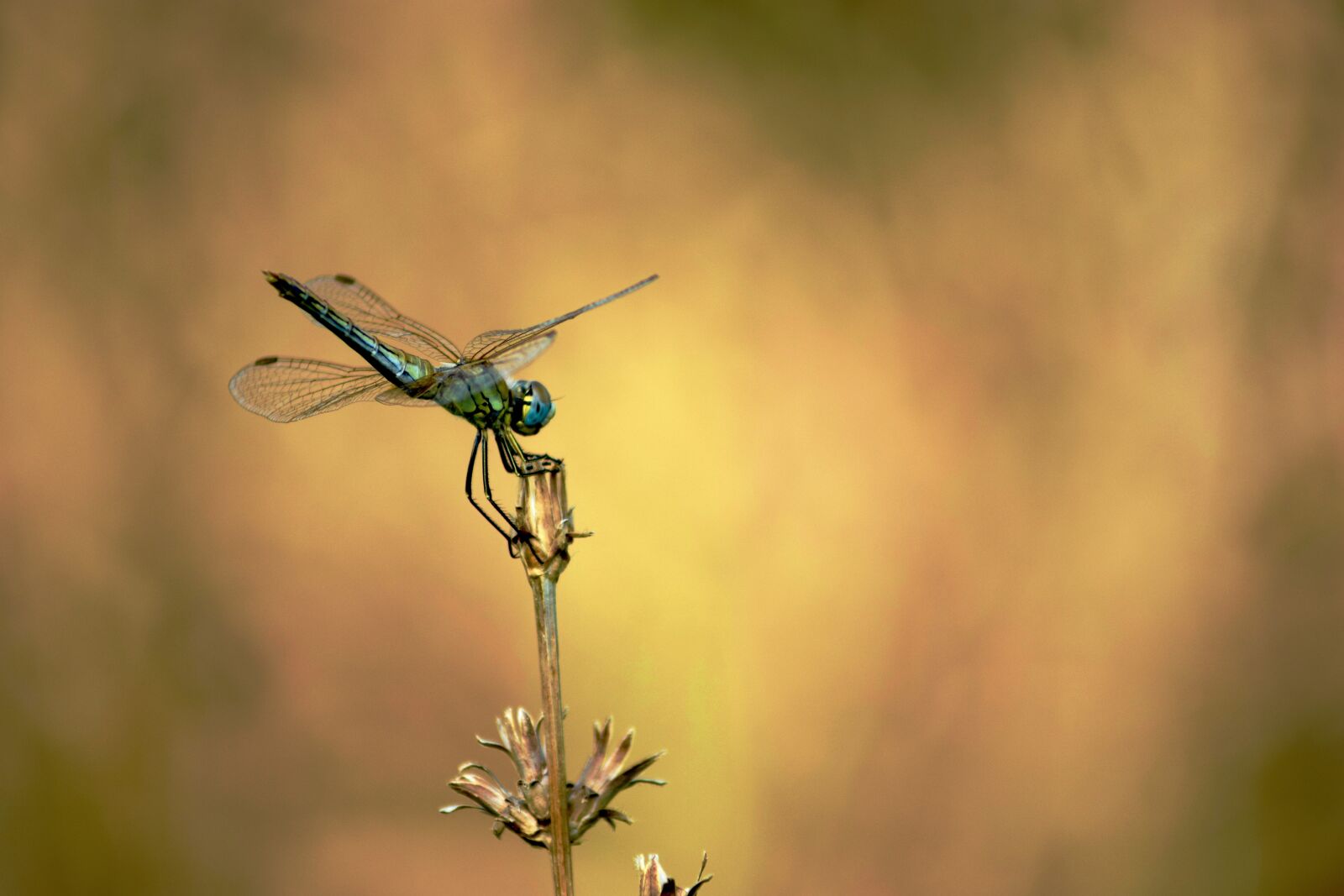 Nikon D3300 sample photo. Dragonfly, wing, insect photography