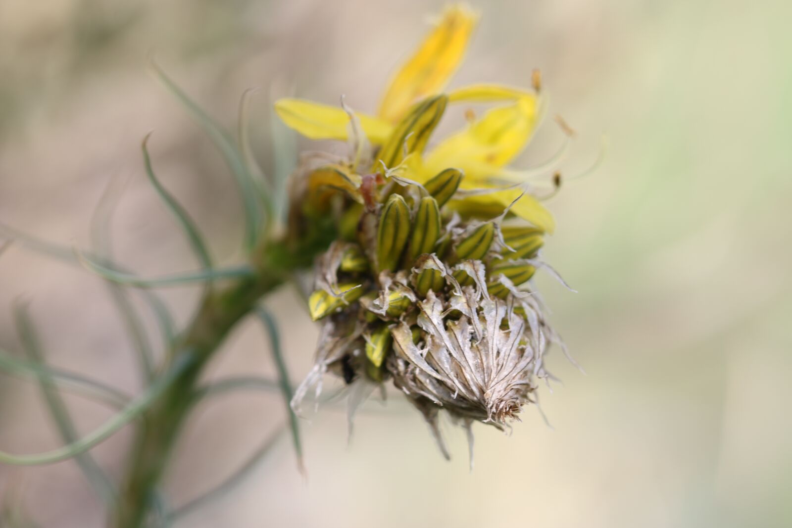 Canon EOS 70D + Canon EF 100mm F2.8 Macro USM sample photo. Green, red, flower photography