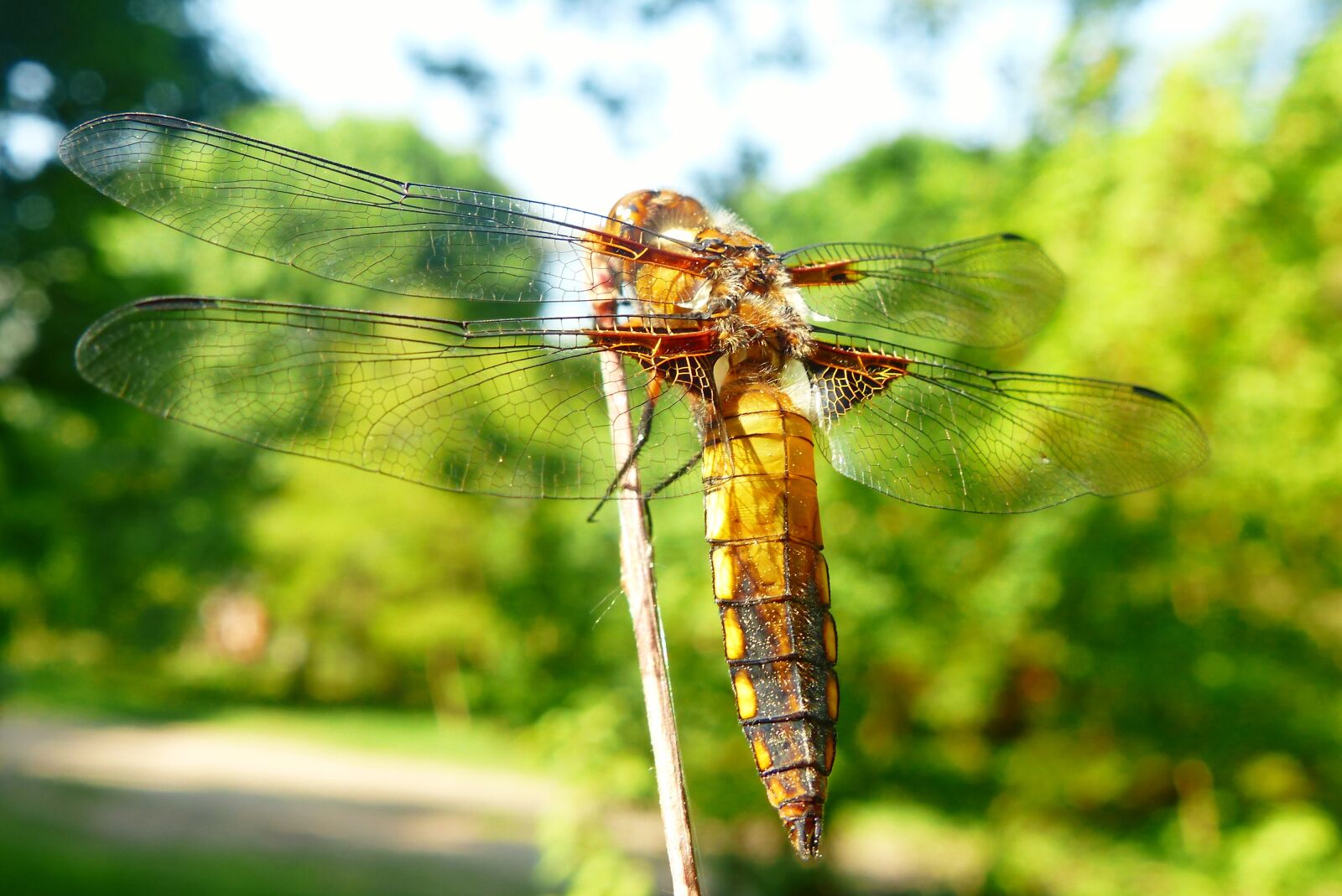 Panasonic Lumix DMC-FZ200 sample photo. Animals, invertebrates, insect photography
