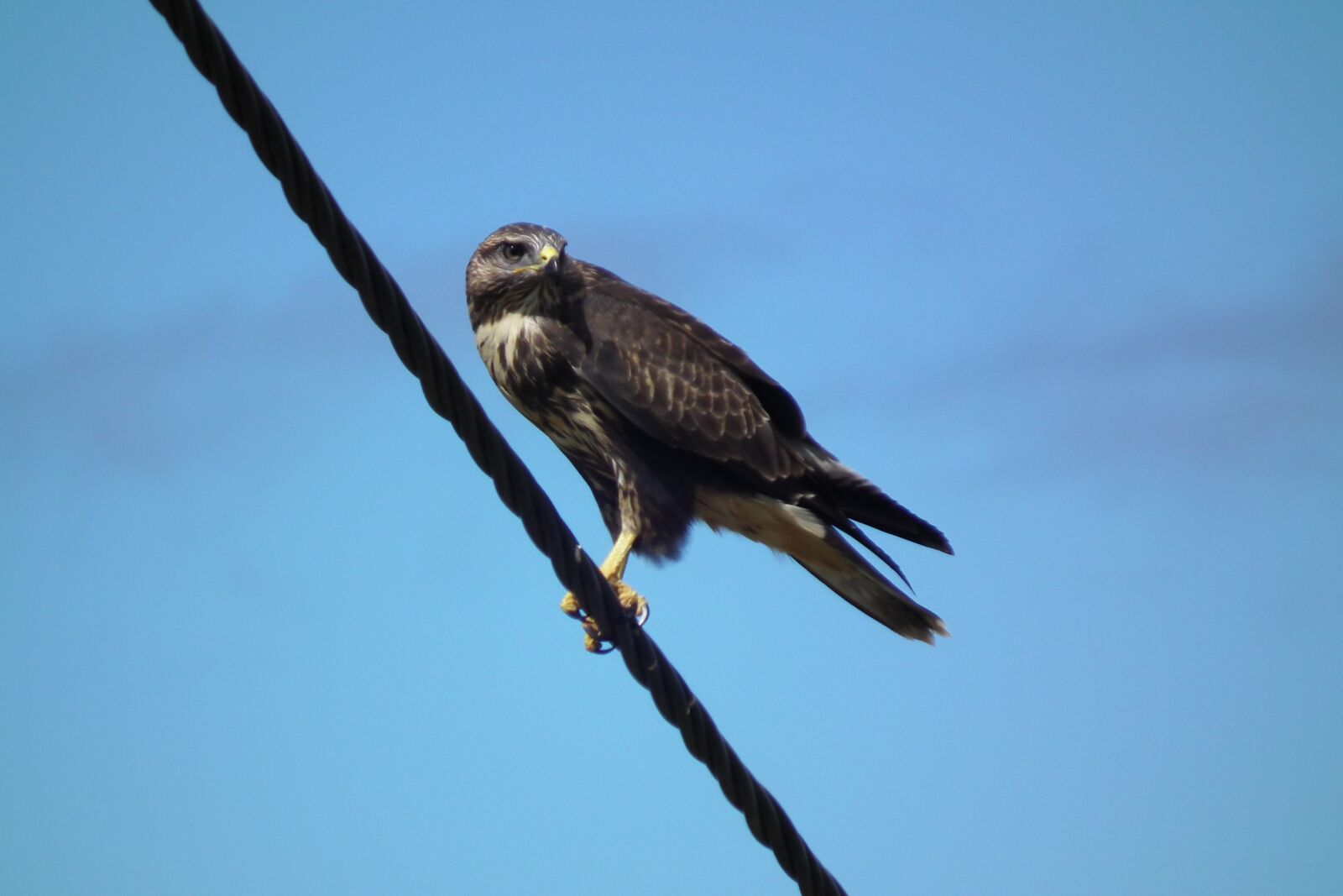 FujiFilm FinePix HS10 (FinePix HS11) sample photo. Eagle, bird, prey photography