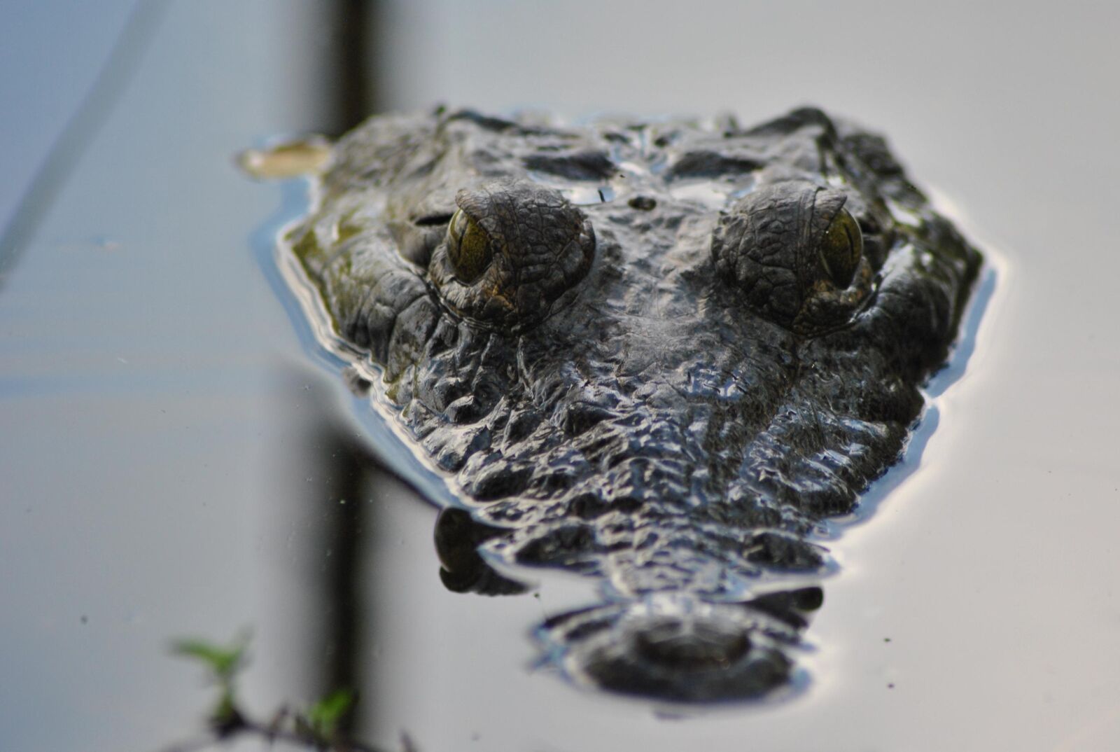 Nikon D3000 sample photo. Alligator, crocodile, animal photography