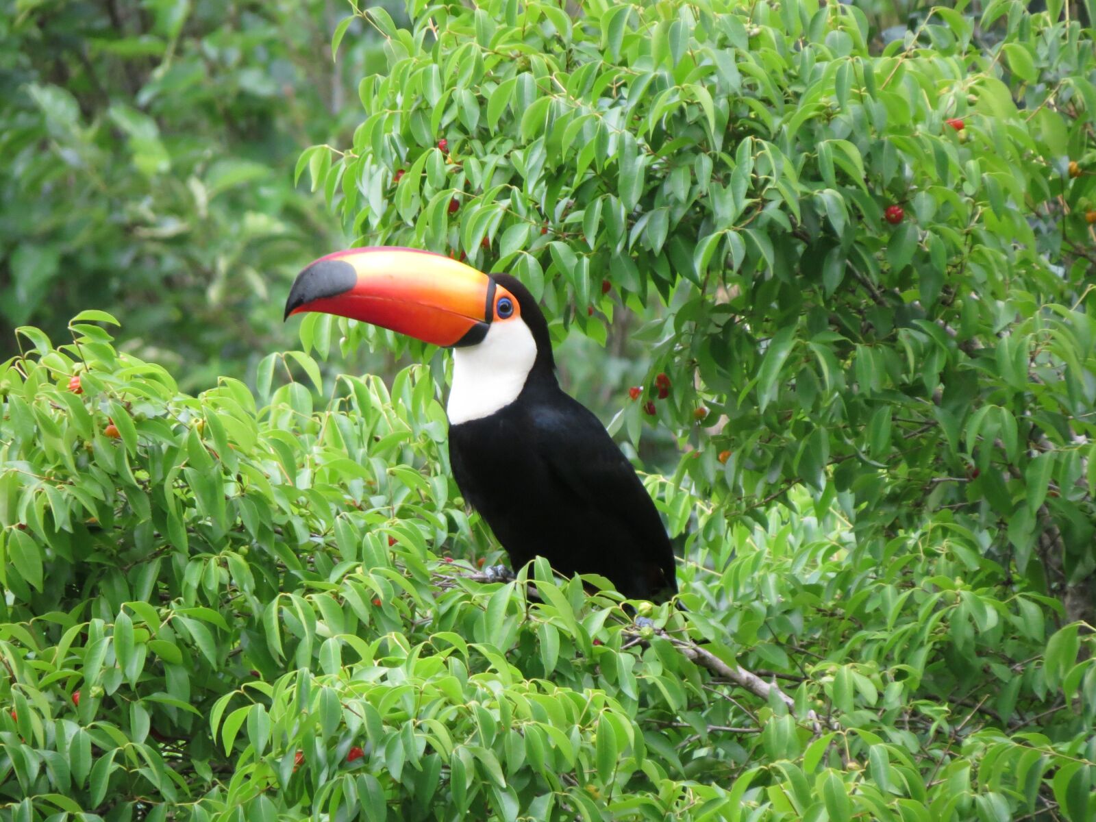 Canon PowerShot SX40 HS sample photo. Mata atlantica, tucano, cherry photography