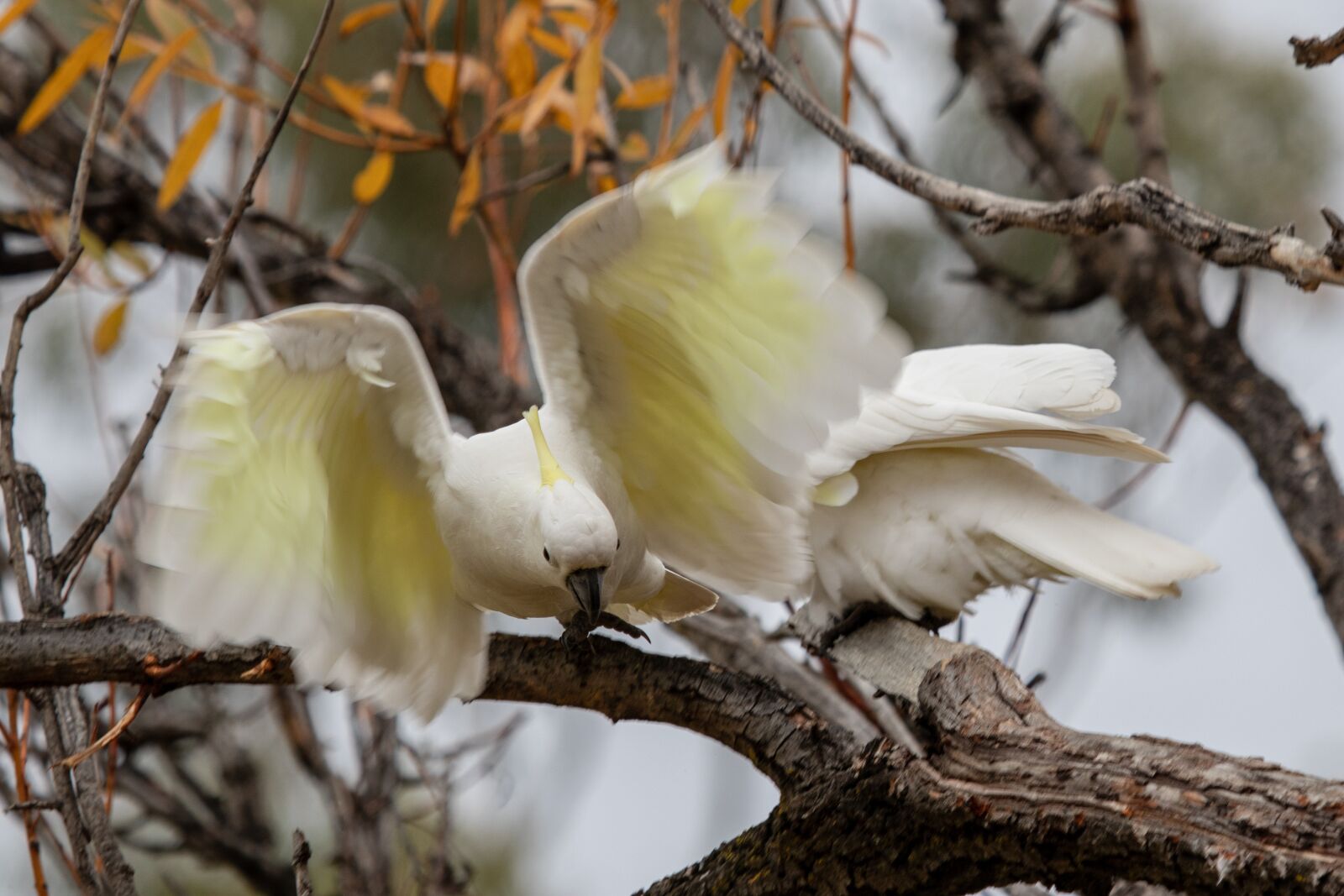 Canon EF 100-400mm F4.5-5.6L IS USM sample photo. Cockatoo, bird, wild photography