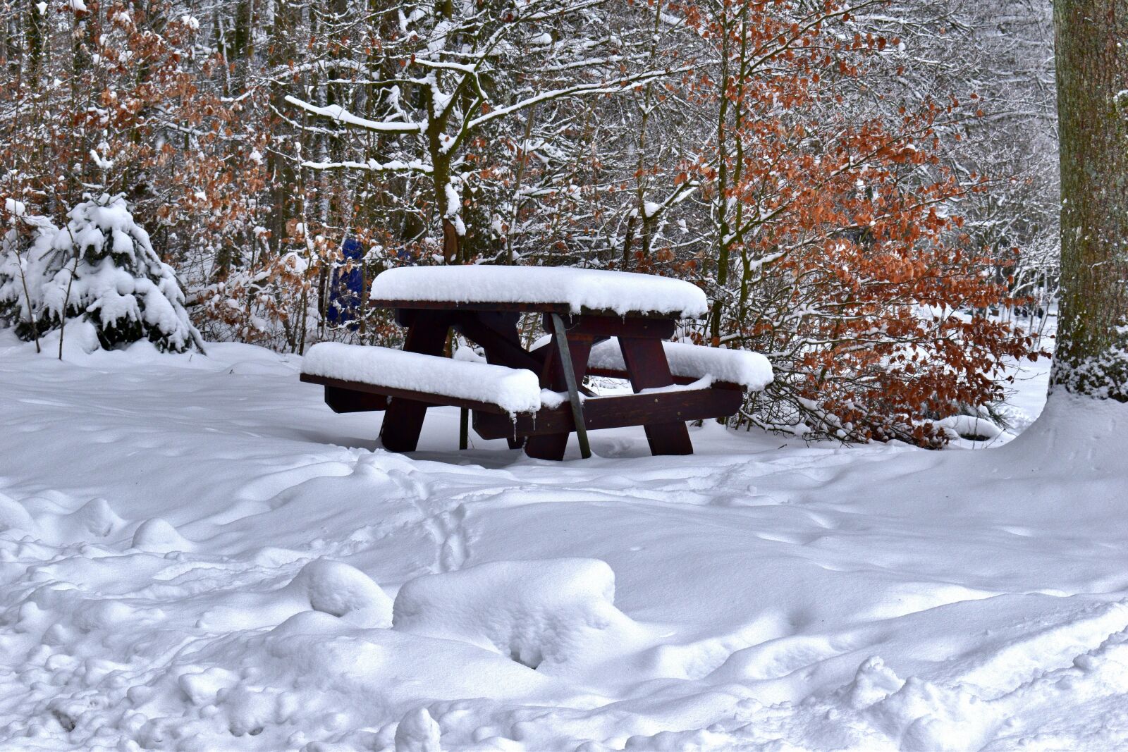 Nikon D5600 sample photo. Picnic bench, nature, snow photography