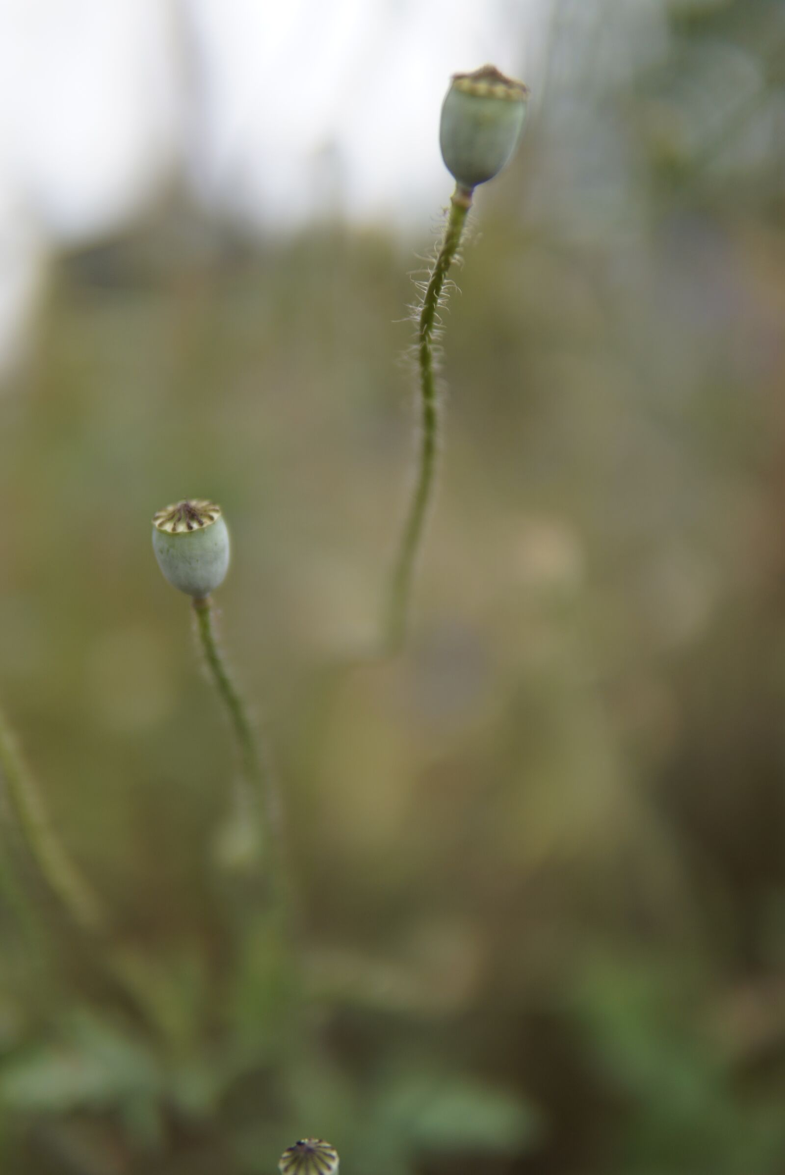 30mm F1.4 DC DN | Contemporary 016 sample photo. Poppy, klatschmohn, bud photography