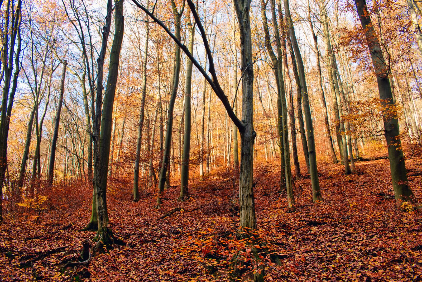 Nikon D5600 sample photo. Autumn, forest, nature photography