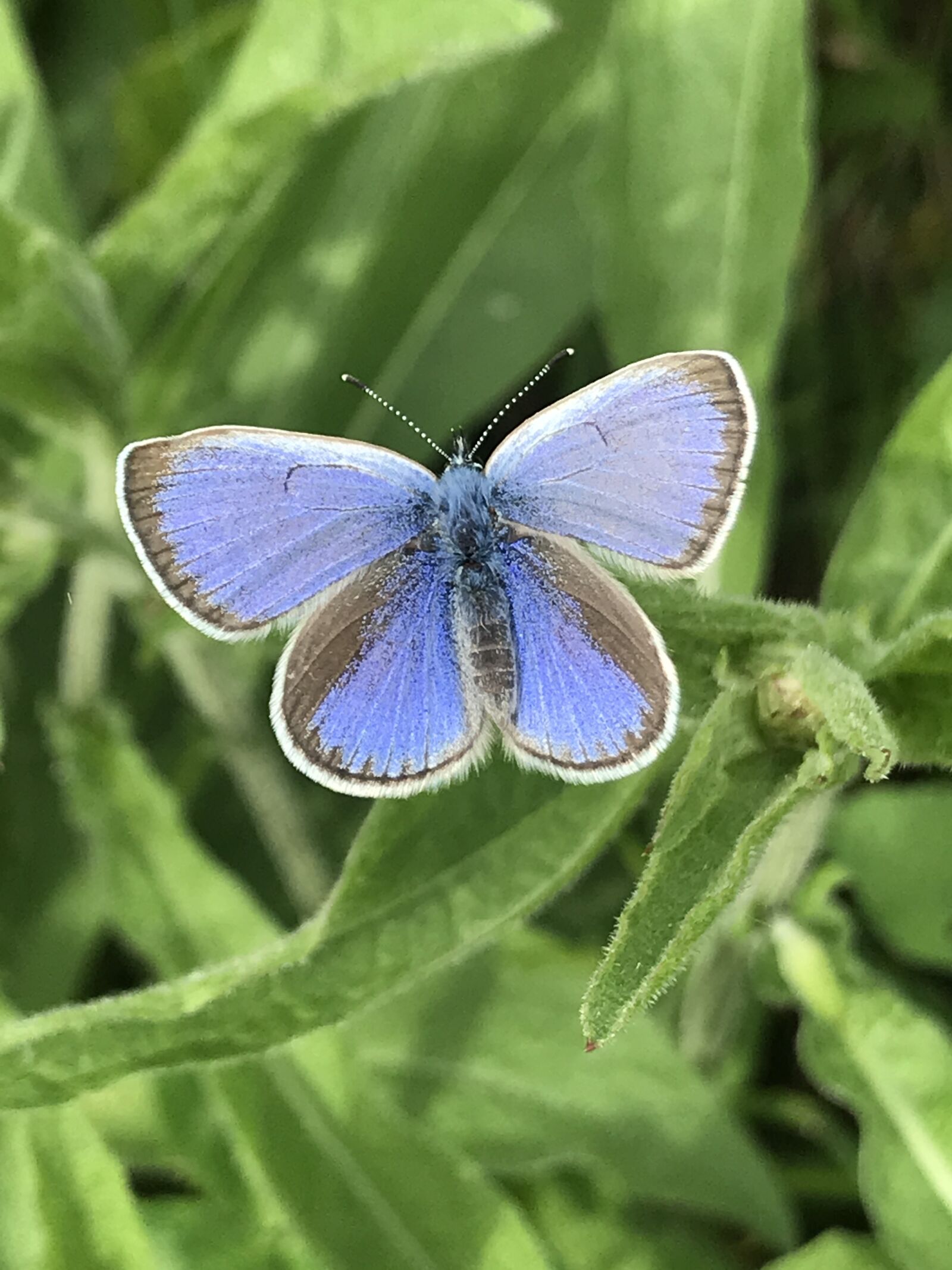 iPhone 7 back camera 3.99mm f/1.8 sample photo. Butterflies, the insect, summer photography
