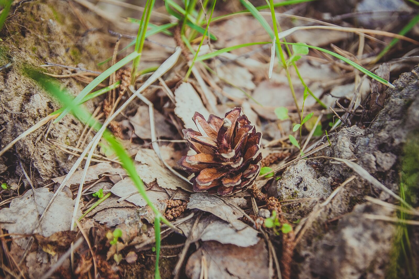 Canon EOS 1000D (EOS Digital Rebel XS / EOS Kiss F) sample photo. Pine cone, forest, grass photography