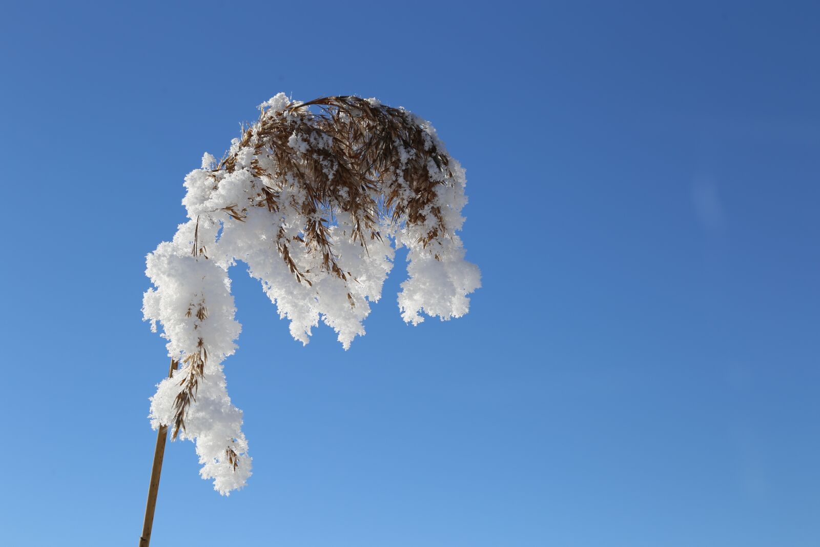 Canon EOS 6D + Canon EF 24-105mm F4L IS USM sample photo. Winter, snow, cold photography