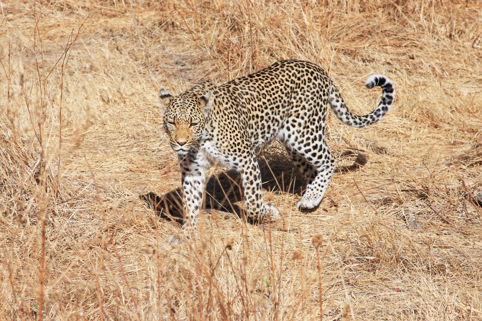 Canon EF 24-105mm F4L IS USM sample photo. Leopard, africa, safari photography