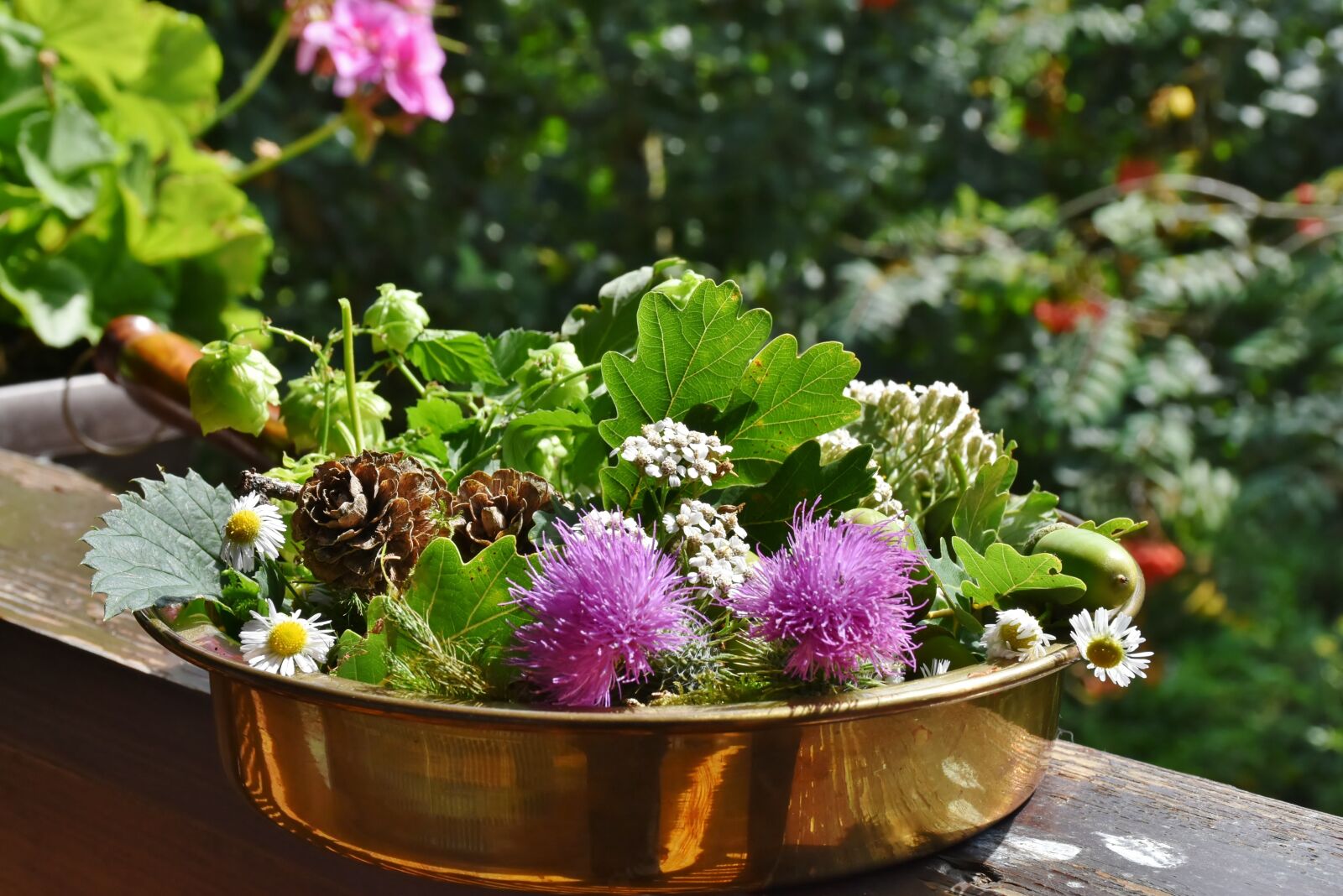 Nikon D7200 sample photo. Nature, flowers, hops photography