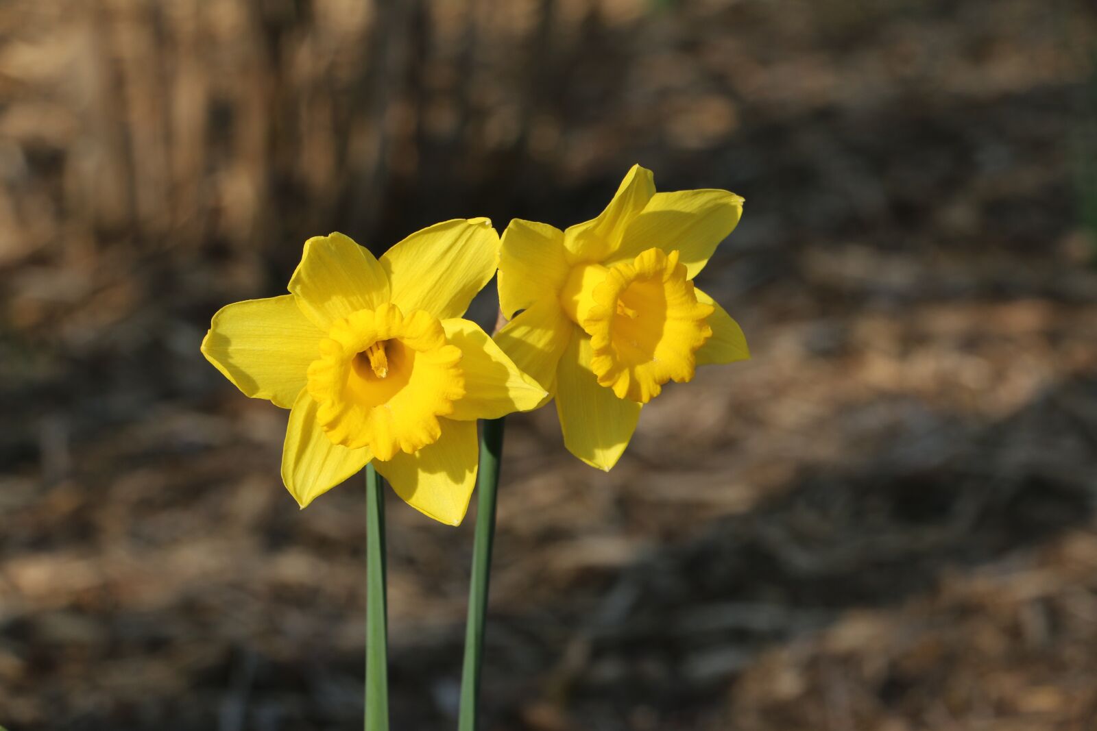 Canon EOS 70D sample photo. Spring, easter lilies, paaslelie photography