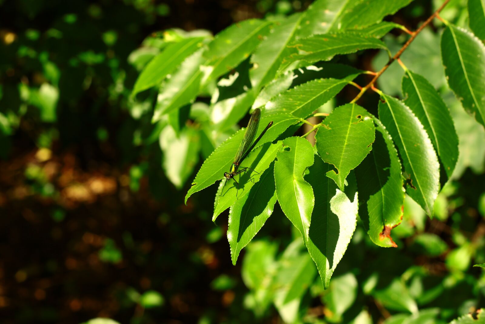 Canon EOS 500D (EOS Rebel T1i / EOS Kiss X3) sample photo. Forest, insect, ważka photography