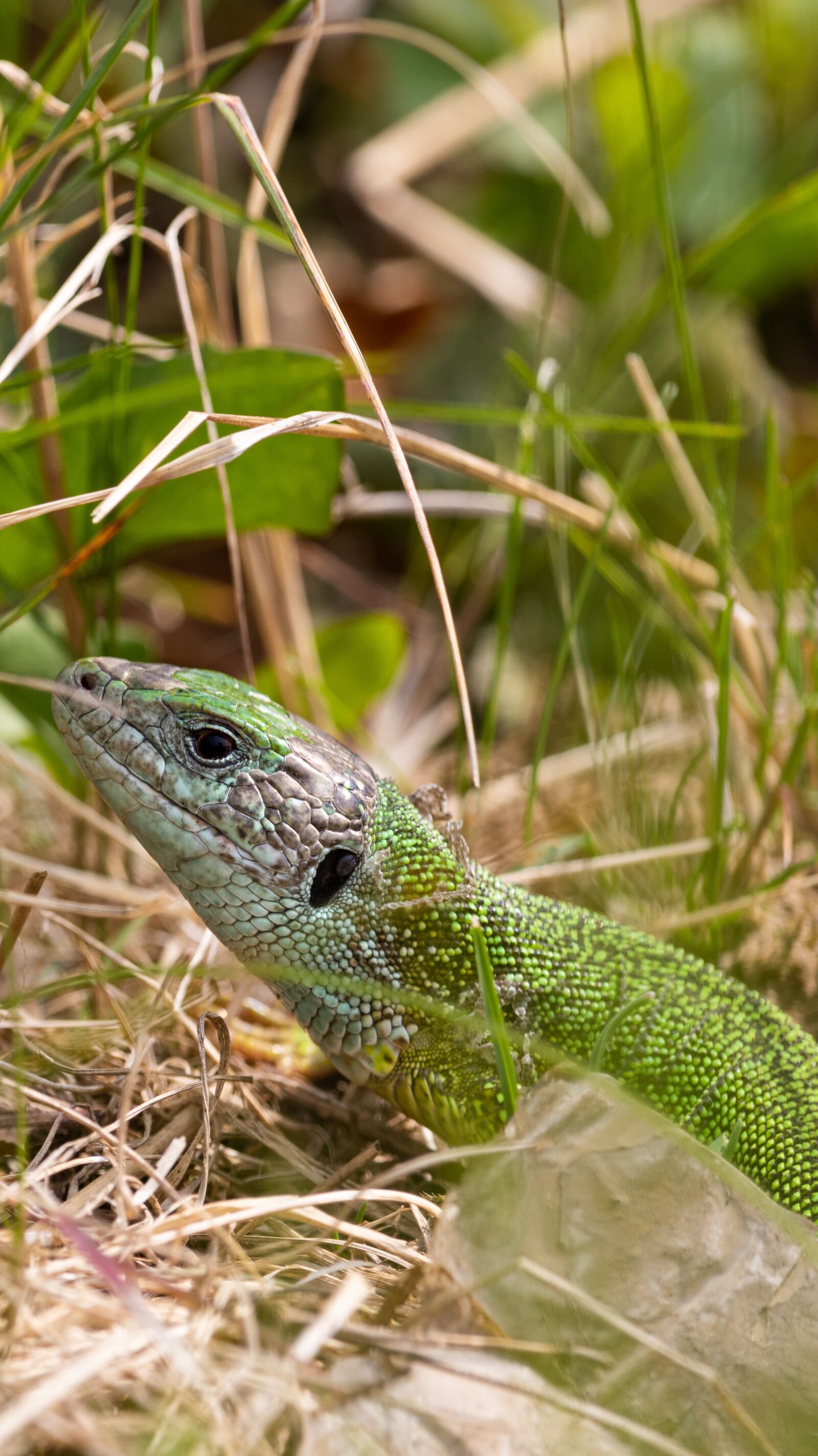 Canon EOS 200D (EOS Rebel SL2 / EOS Kiss X9) sample photo. Lizard, green lizard, animal photography