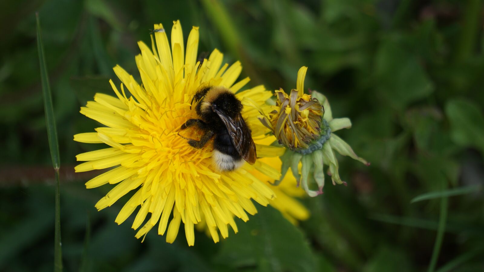 Sony E 55-210mm F4.5-6.3 OSS sample photo. Hummel, dandelion, pollen photography