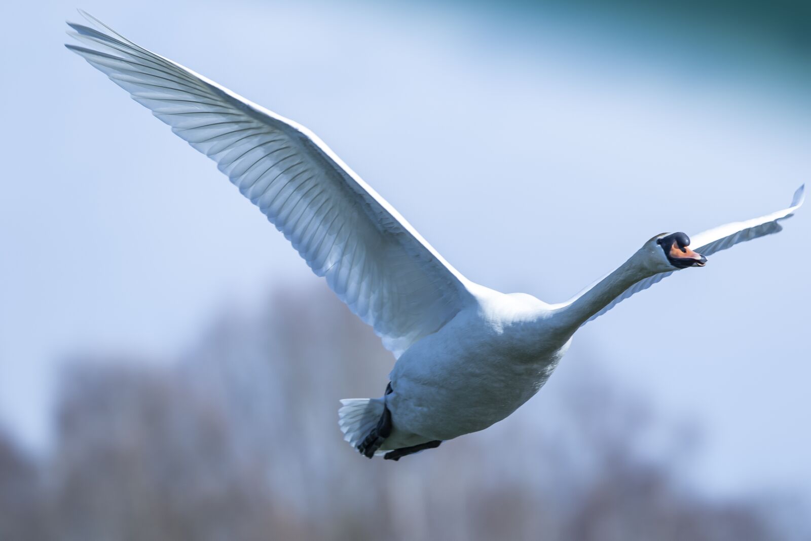 Canon EF 300mm F2.8L IS USM sample photo. Swan, araignée, start photography