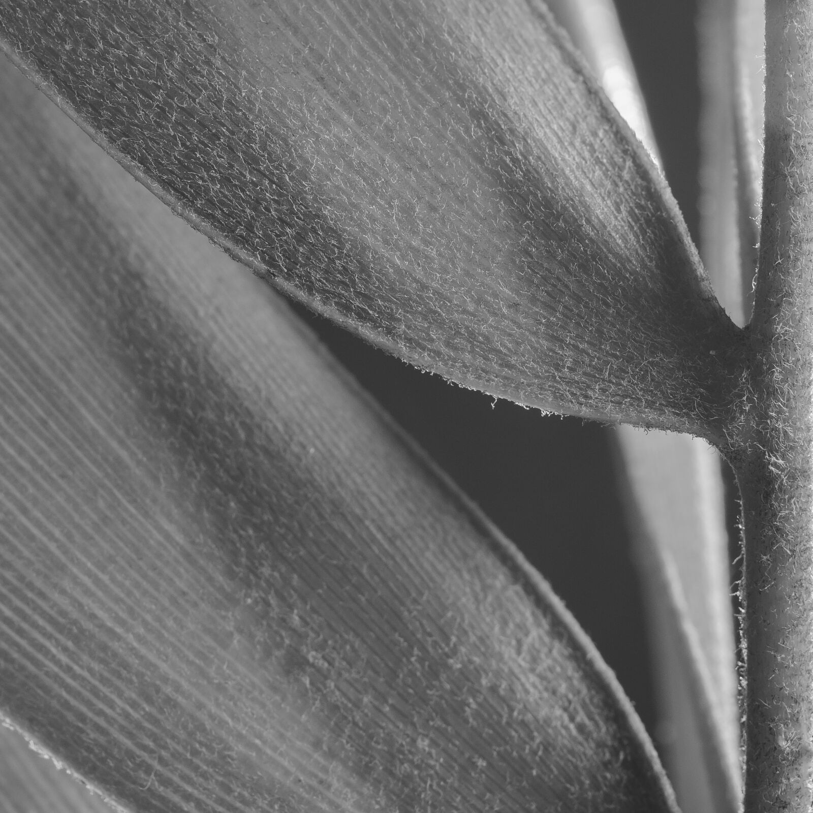 Nikon D7000 + Nikon AF-S Nikkor 50mm F1.8G sample photo. Abstract, abstrato, background, brazilian photography