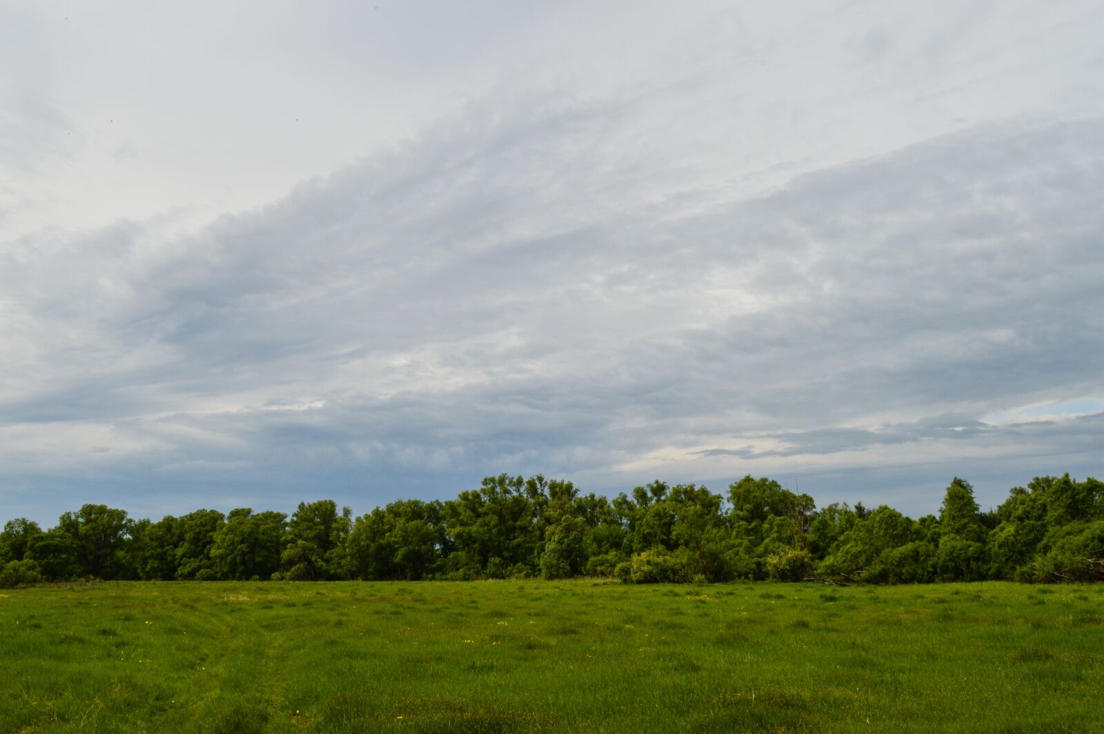 Nikon D3200 sample photo. Field, meadow, nature photography