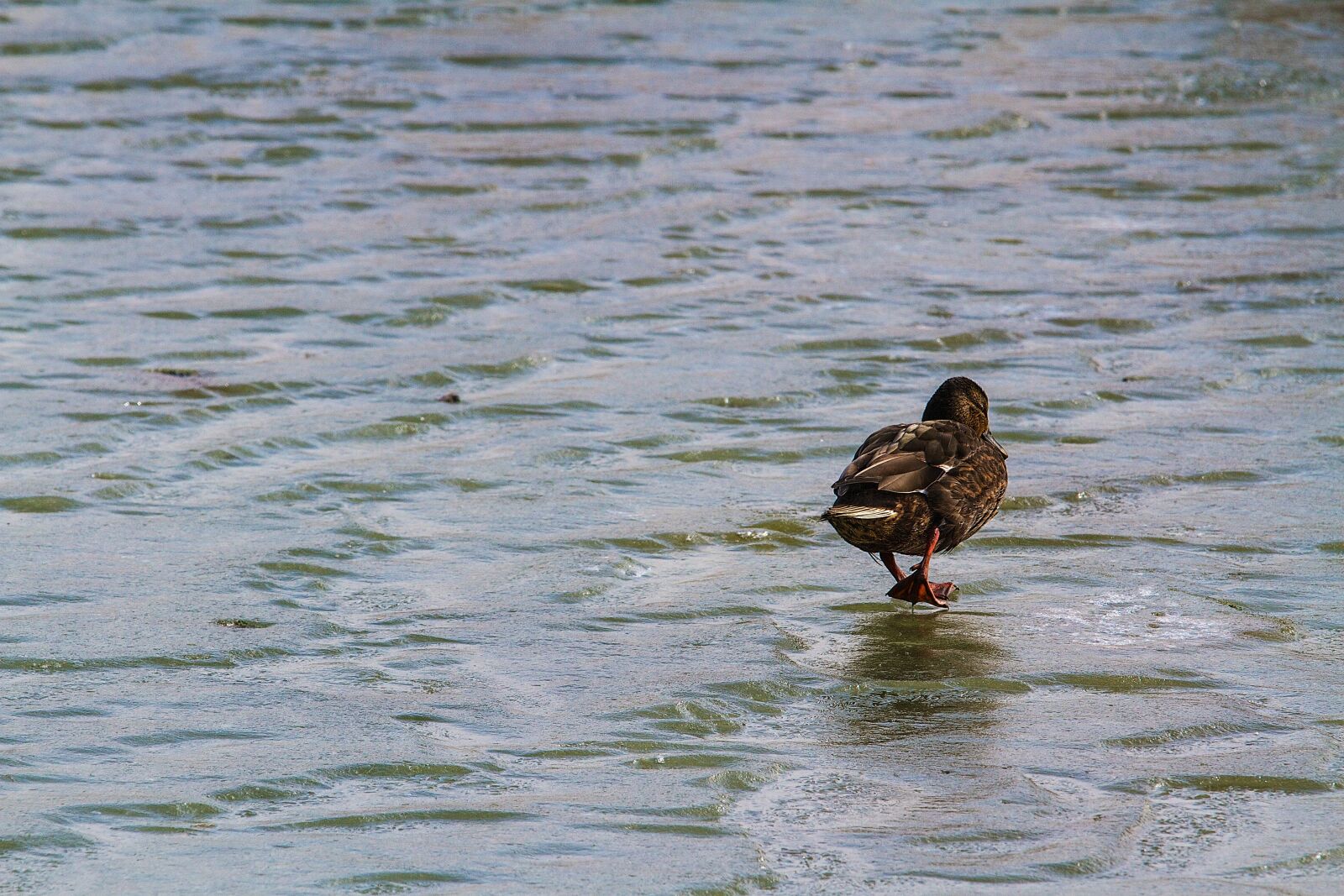 Canon EOS 7D + Canon EF 70-200mm F4L IS USM sample photo. Duck, waterfowl, nature photography