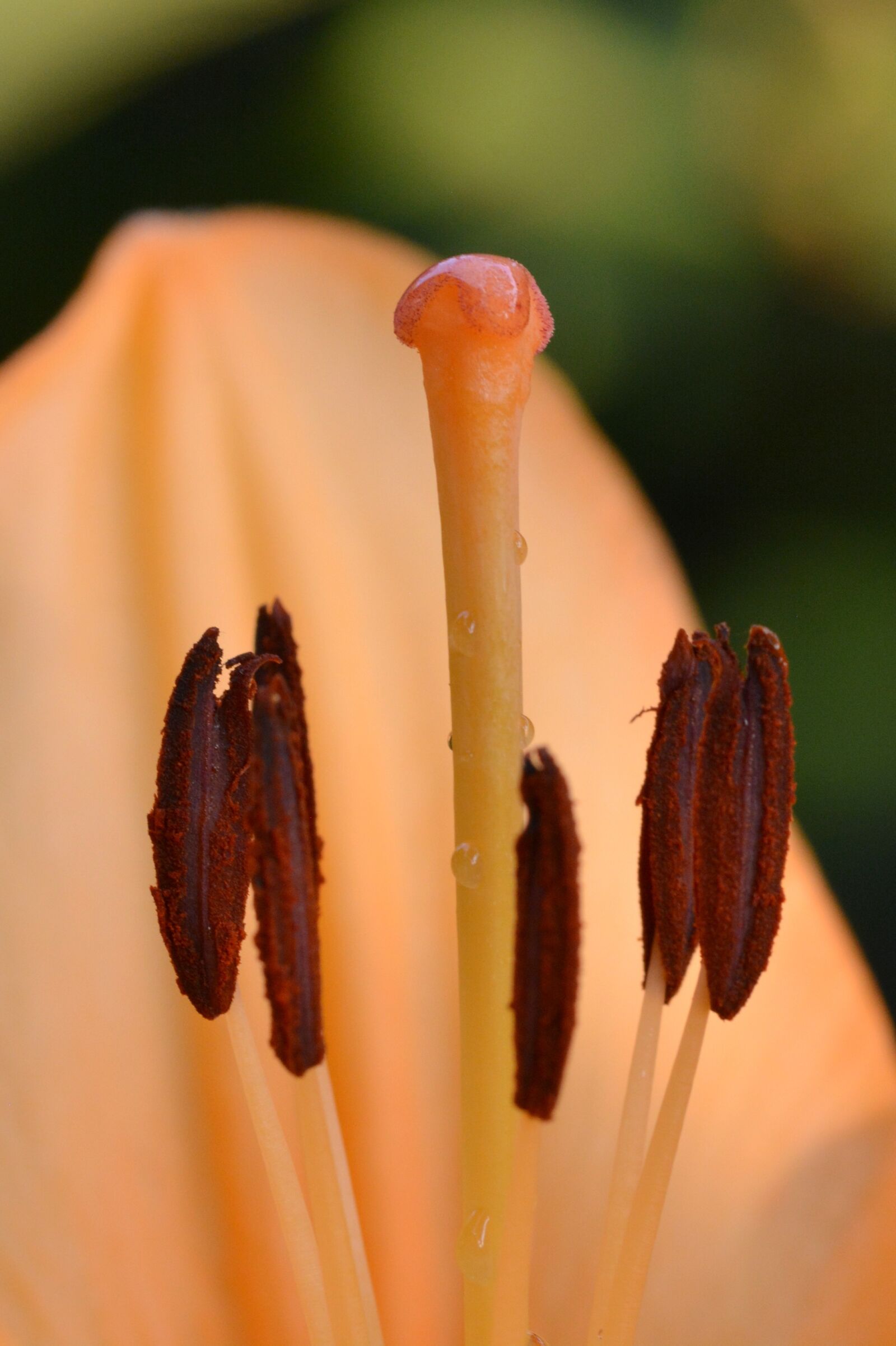 Nikon D5200 sample photo. Stamp, lily, lily stamp photography