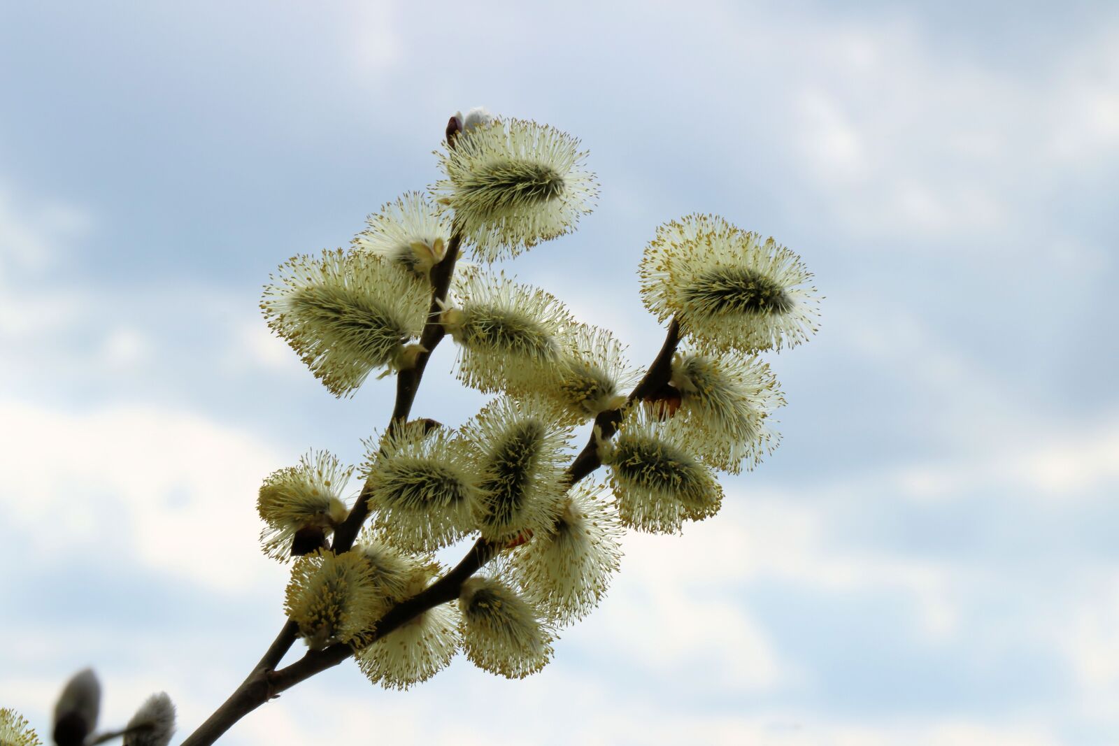 Canon EOS 750D (EOS Rebel T6i / EOS Kiss X8i) sample photo. Willow, close up, pollen photography
