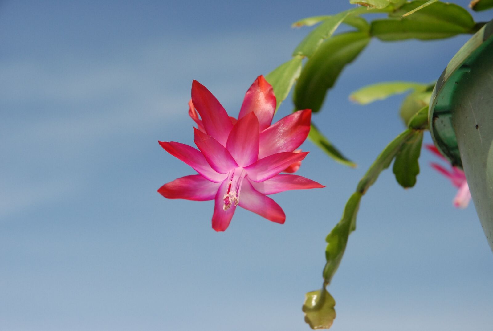 Nikon D200 sample photo. Christmas plant, cactus, flower photography