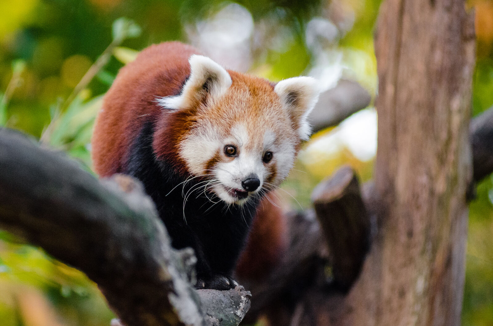 AF Zoom-Nikkor 80-200mm f/2.8 ED sample photo
