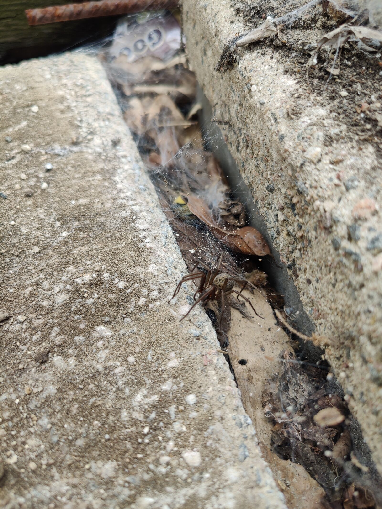 OnePlus IN2023 sample photo. Spider, jaktspindel, the spider photography