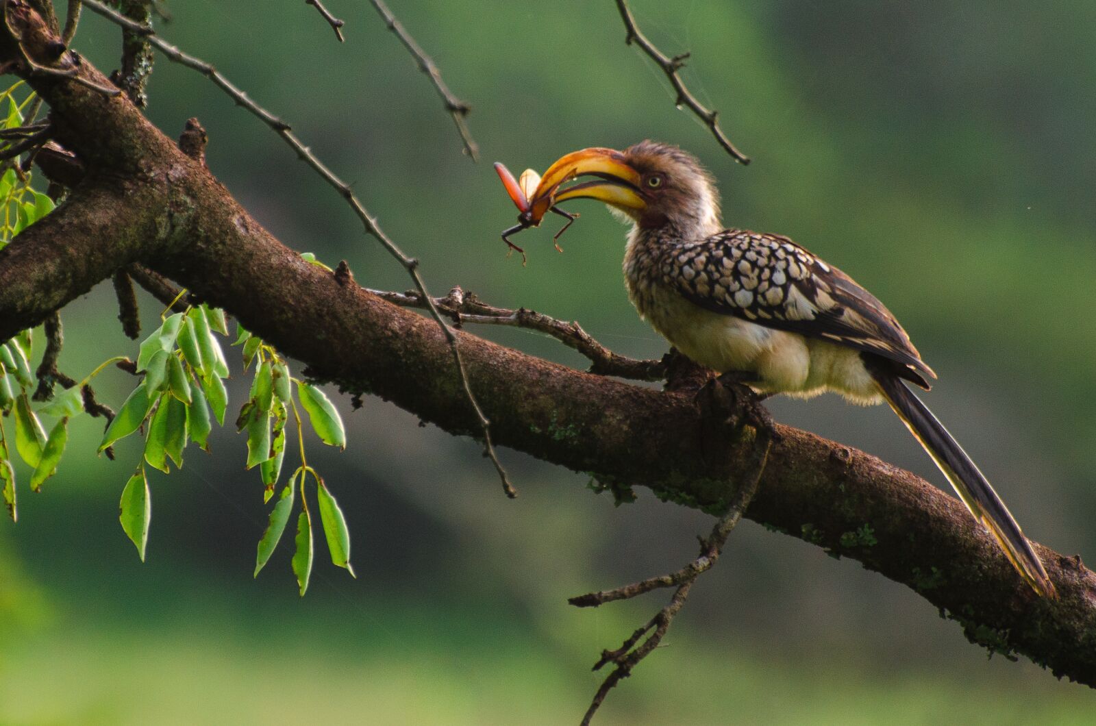 Nikon D7000 sample photo. Bird, insect, bill photography