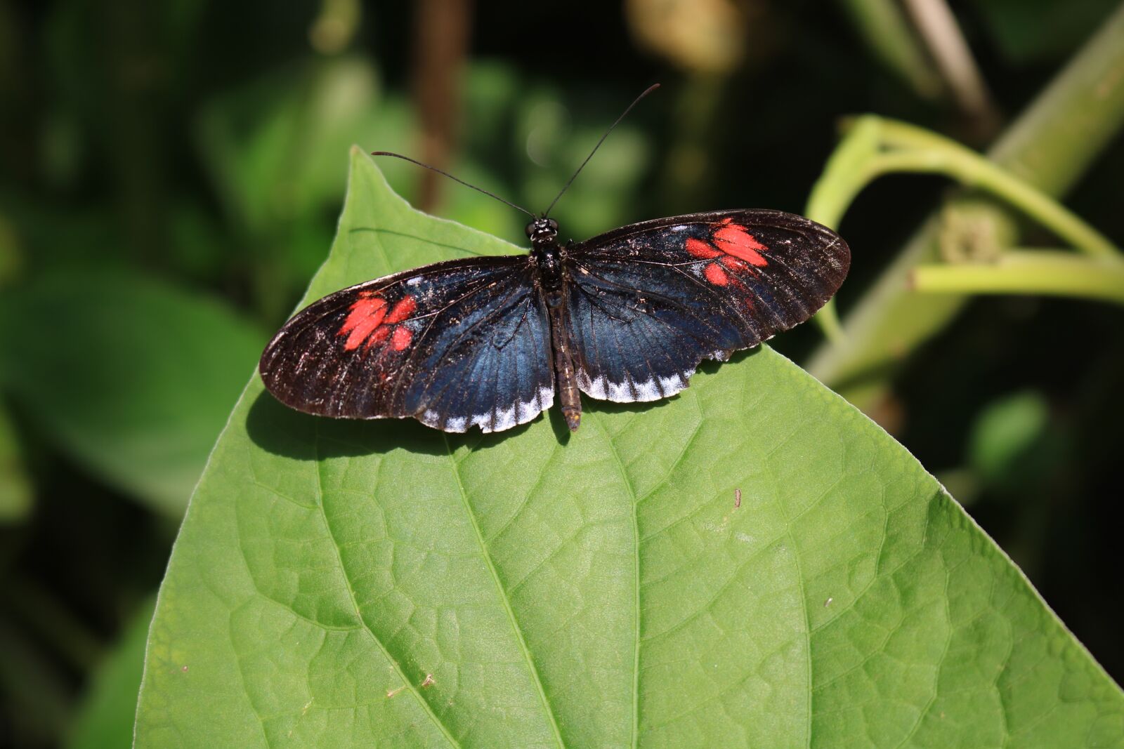 Canon EOS 750D (EOS Rebel T6i / EOS Kiss X8i) sample photo. Black, red, blue photography