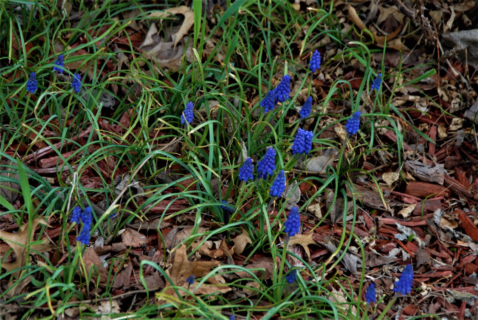 Nikon D200 sample photo. Flower, forget-me-not, delicate photography