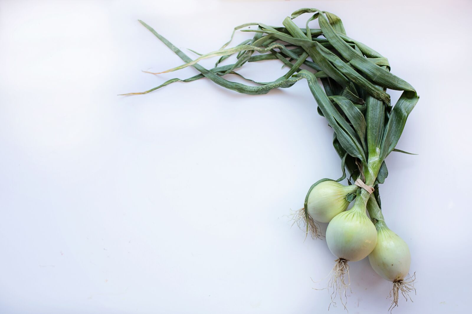 Canon EF 50mm F1.4 USM sample photo. Onions, food, healthy photography