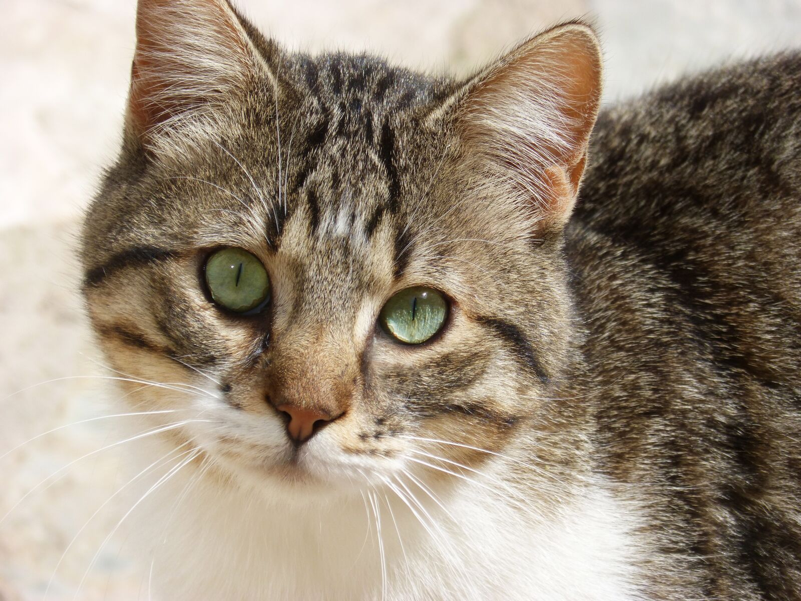 Panasonic DMC-FZ62 sample photo. Feline, foreground, feline look photography