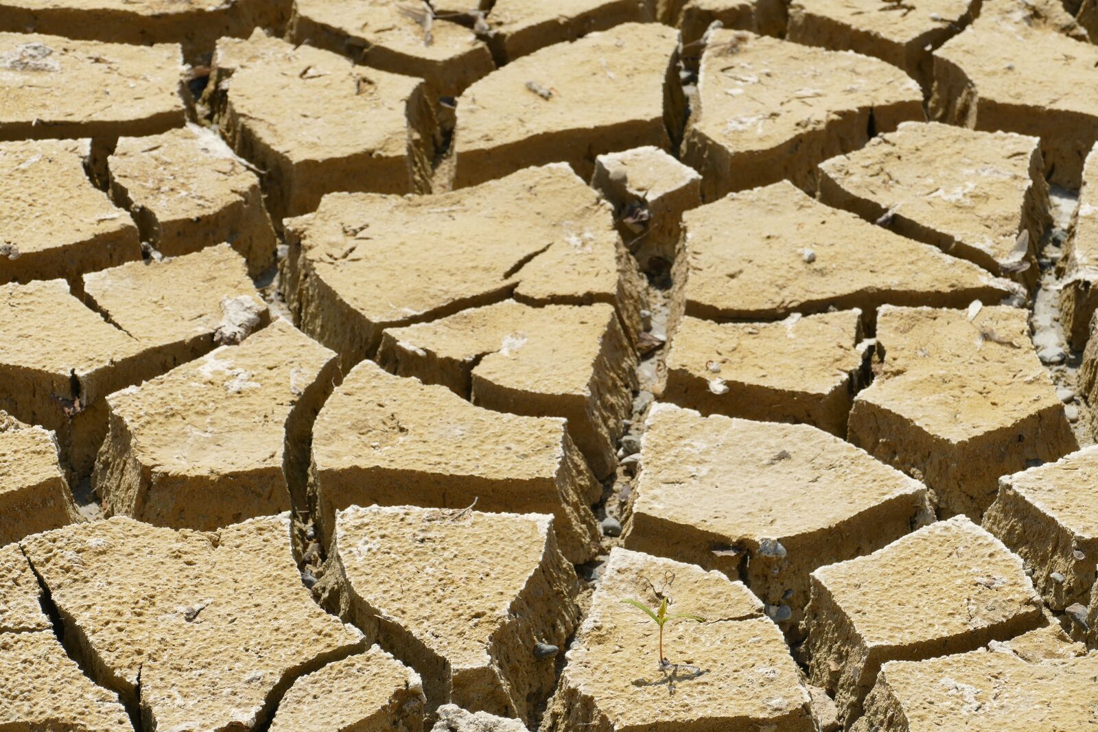 Panasonic Lumix DMC-FZ1000 sample photo. Dry, dehydration, drought photography