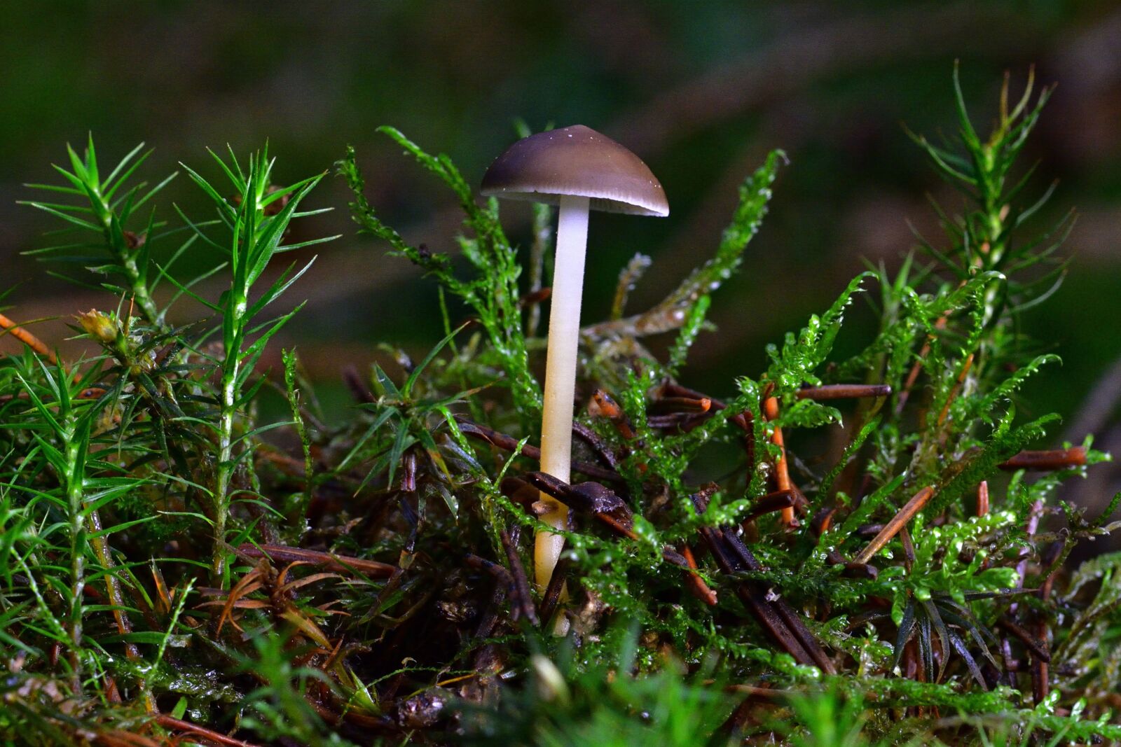 Nikon D5200 sample photo. Forest, mushroom, small photography