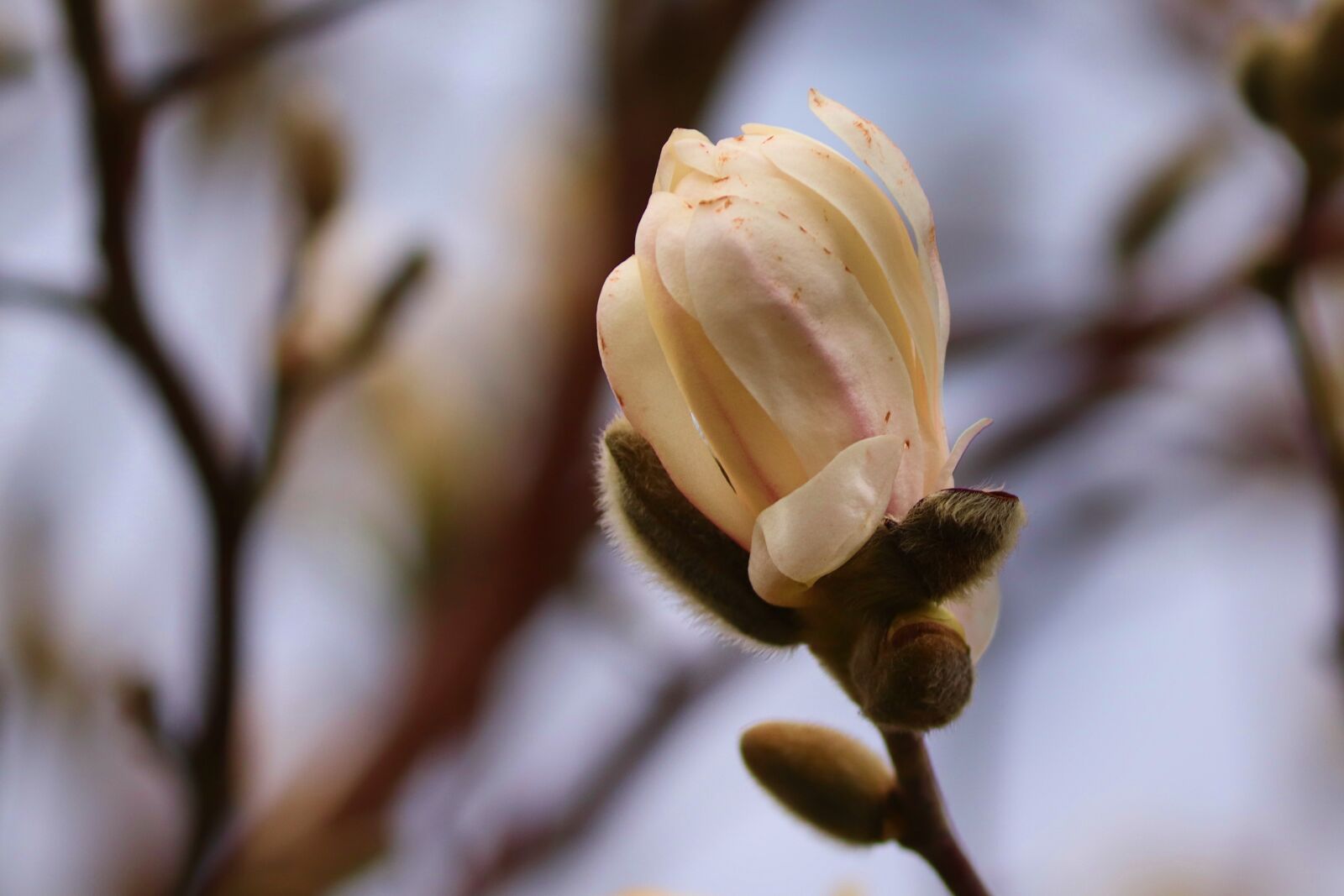 Canon EOS 200D (EOS Rebel SL2 / EOS Kiss X9) sample photo. Magnolia, bud, spring photography