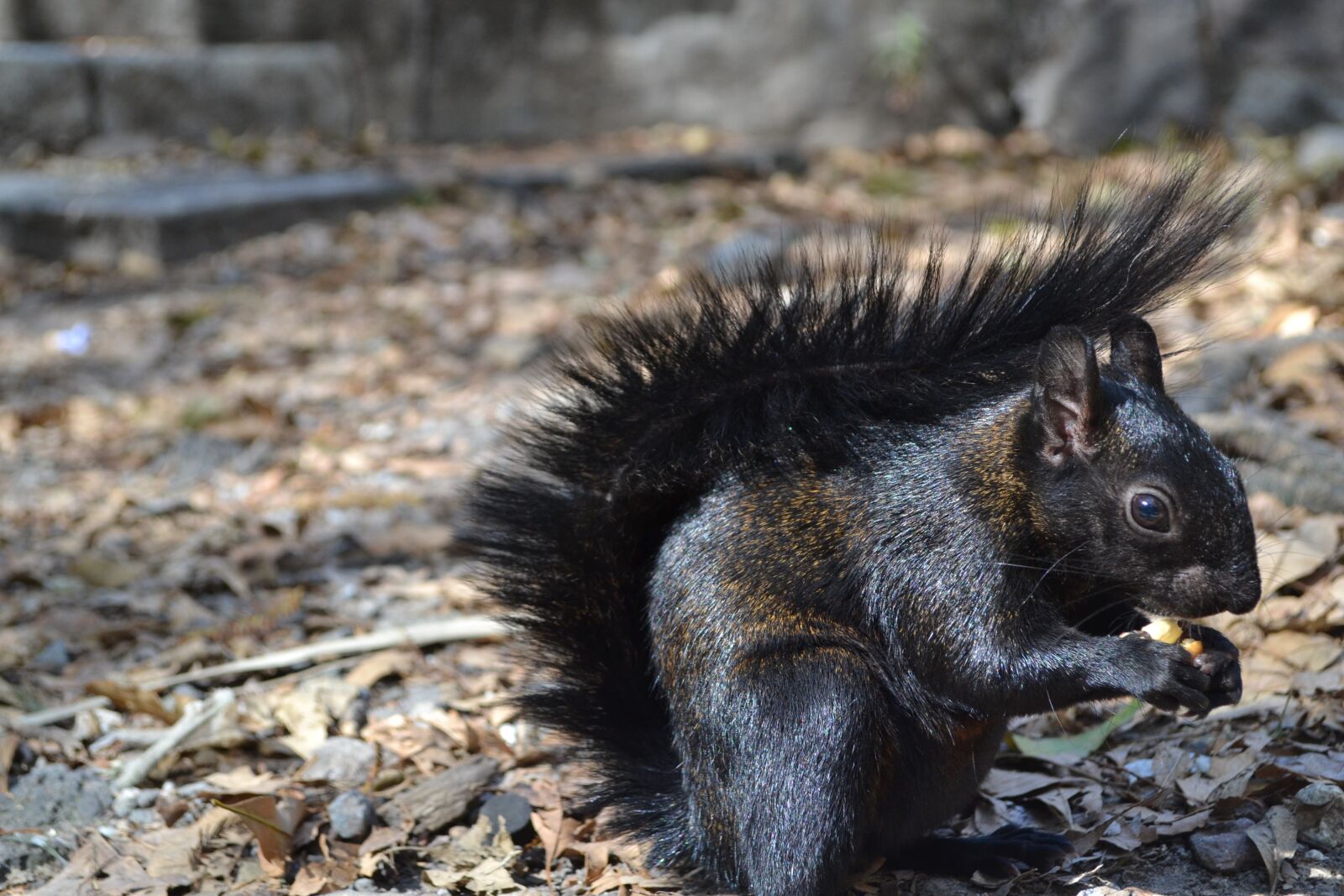 Nikon D3100 sample photo. Eating squirrel, eating chipmunk photography