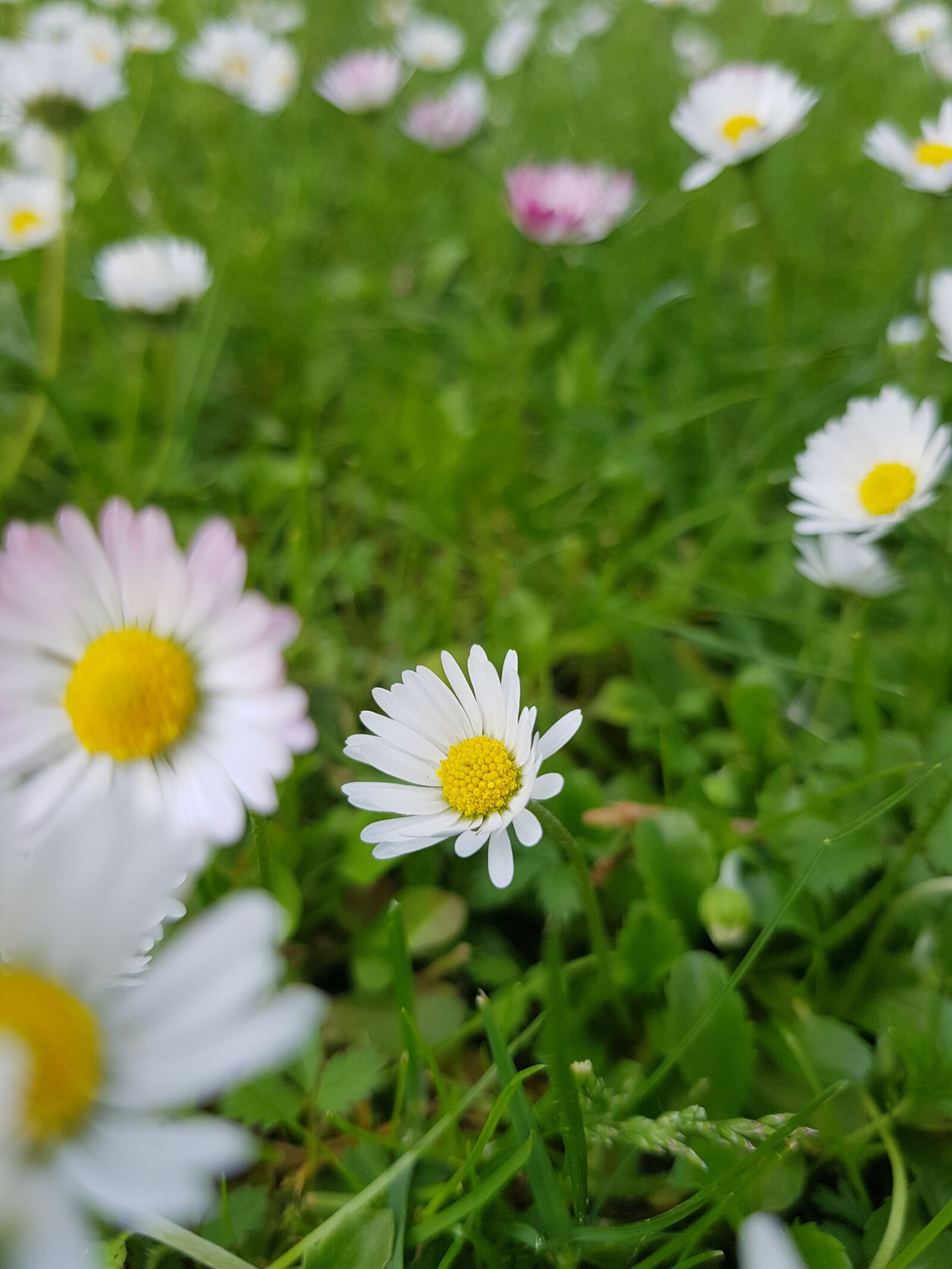 Samsung Galaxy S8 sample photo. Flower, daisy, nature photography