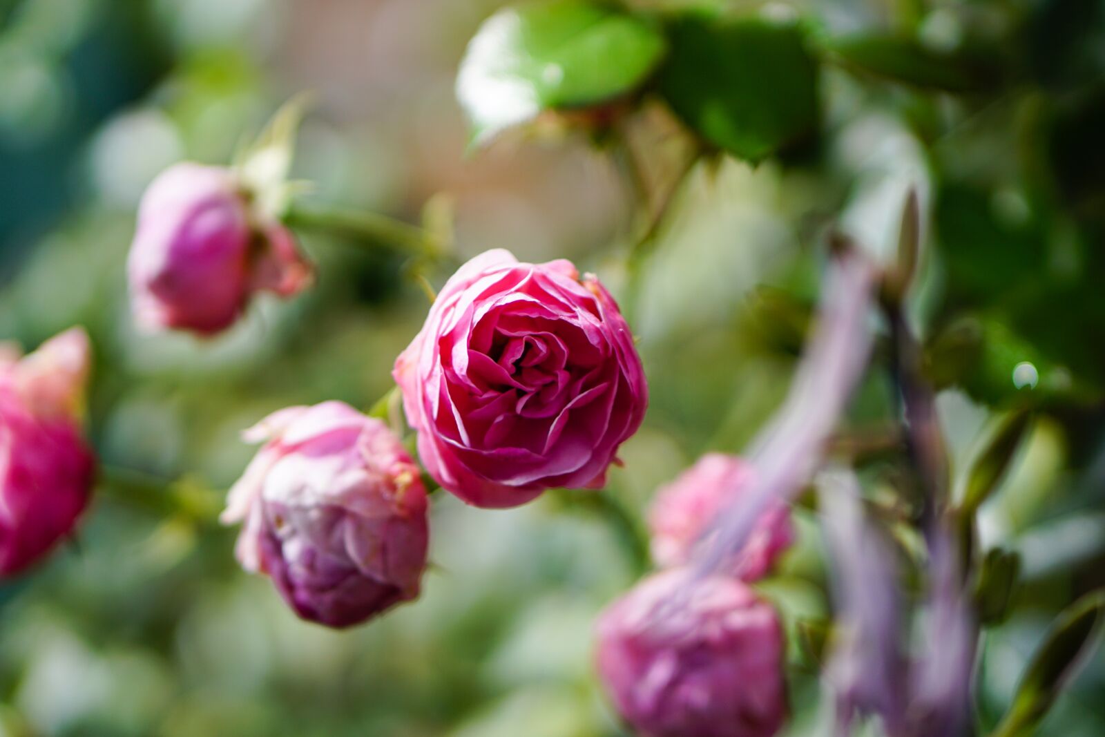 E 50mm F1.8 OSS sample photo. Pink, rose, flower photography