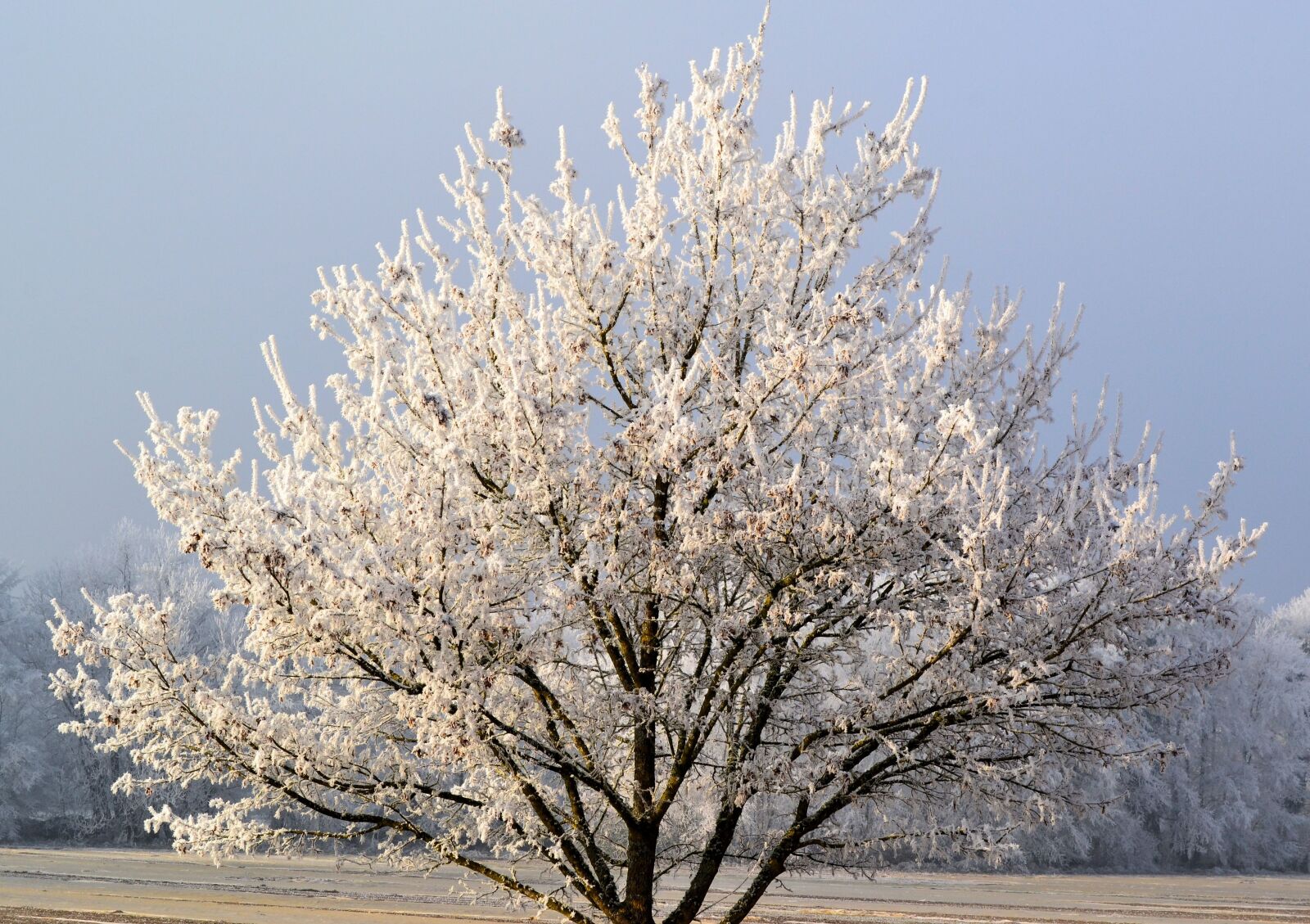 Nikon D3100 sample photo. Winter, frost, plant photography