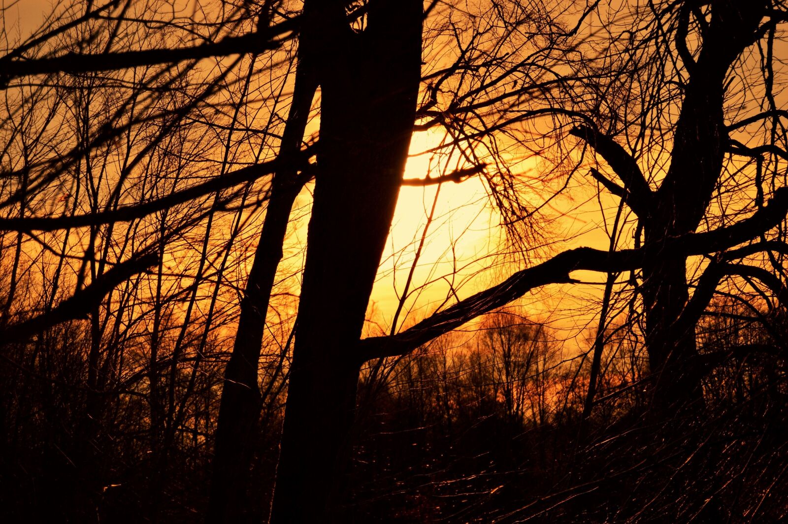 Nikon D3200 sample photo. Forest, nature, outdoors, outside photography