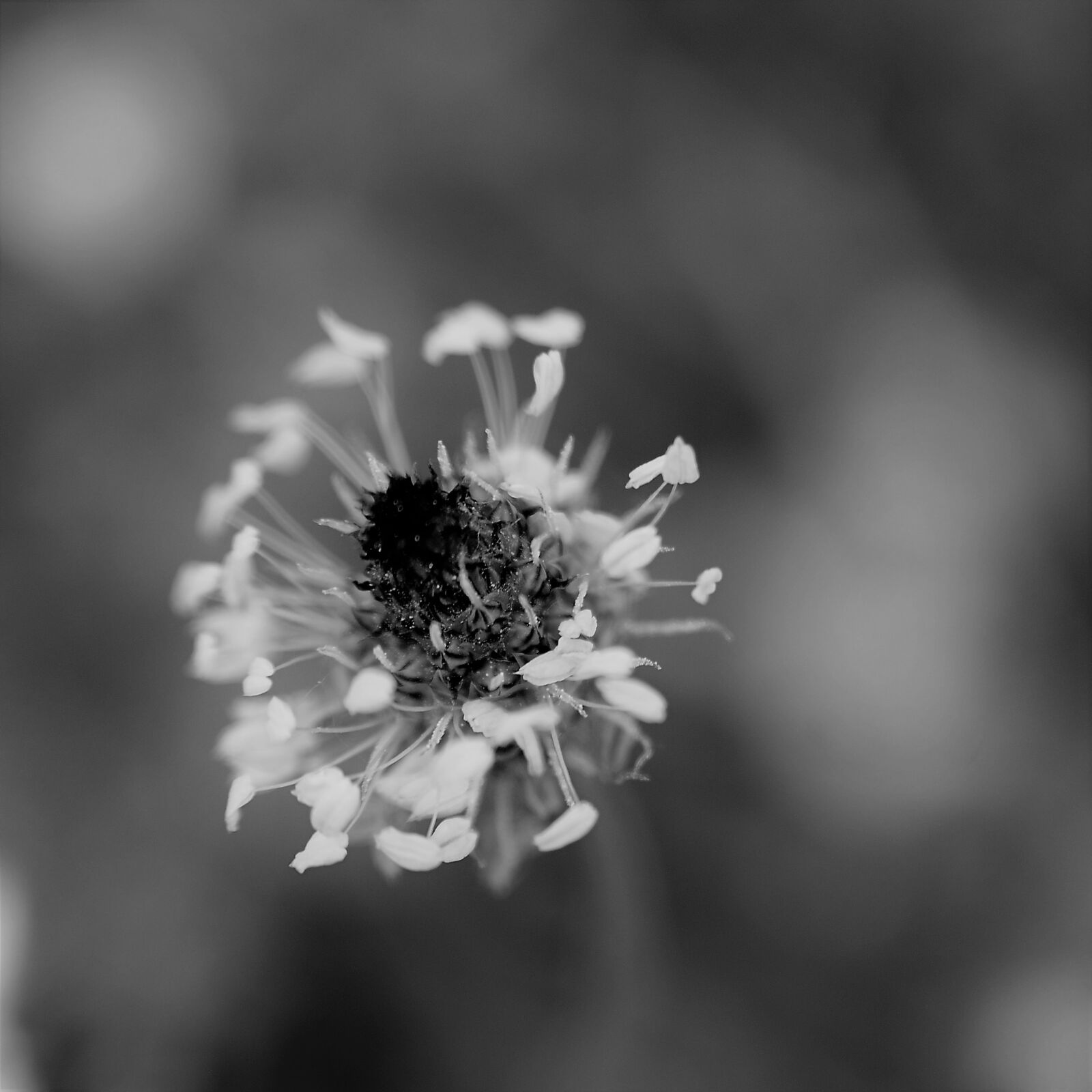 Nikon D7000 sample photo. Plantain, medicinal plant, anti-inflammatory photography